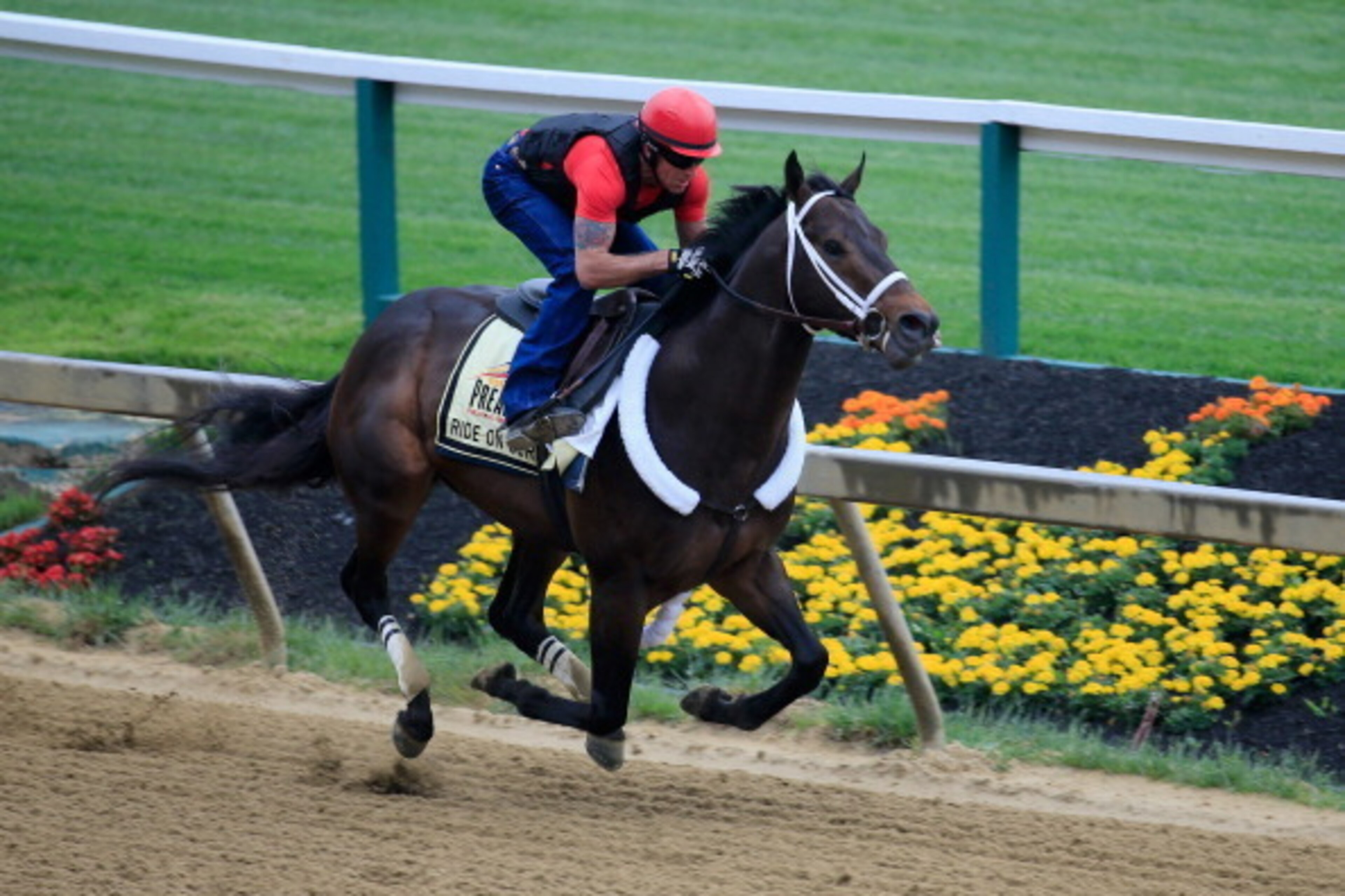 BALTIMORE, MD - MAY 14:  Exercise rider Bryan Beccia takes Ride On Curlin over the track in preparation for the 139th Preakness Stakes at Pimlico Race Course on May 14, 2014 in Baltimore, Maryland.  (Photo by Rob Carr/Getty Images)
