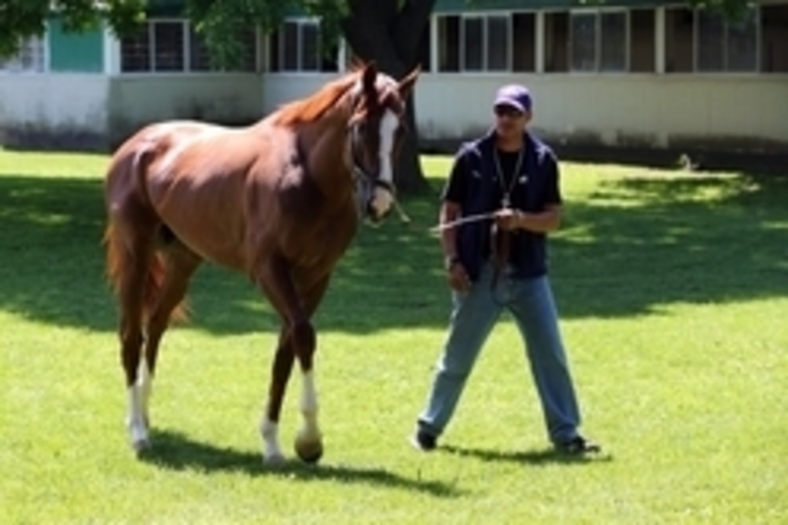 May 20, 2014; Elmont, NY, USA;  California Chrome outside the barn upon arriving in advance of the Belmont Stakes at Belmont Park. Mandatory Credit: Anthony Gruppuso-USA TODAY Sports
