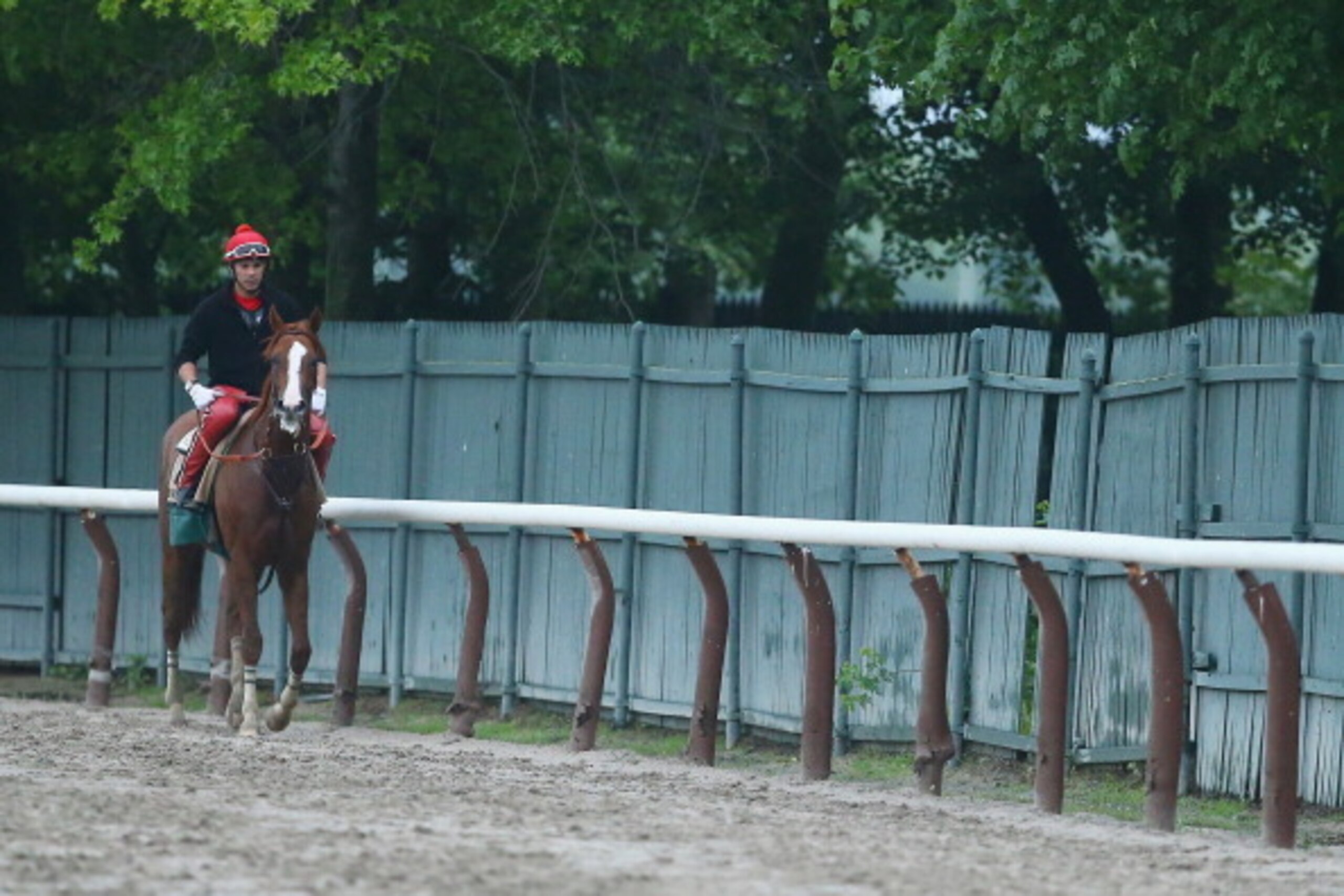 ELMONT, NY - MAY 24:  Kentucky Derby and Preakness winner California Chrome, with exercise rider Willie Delgado up, trains on the main track at Belmont Park on May 24, 2014 in Elmont, New York. He is scheduled to race for the Triple Crown in the 146th run