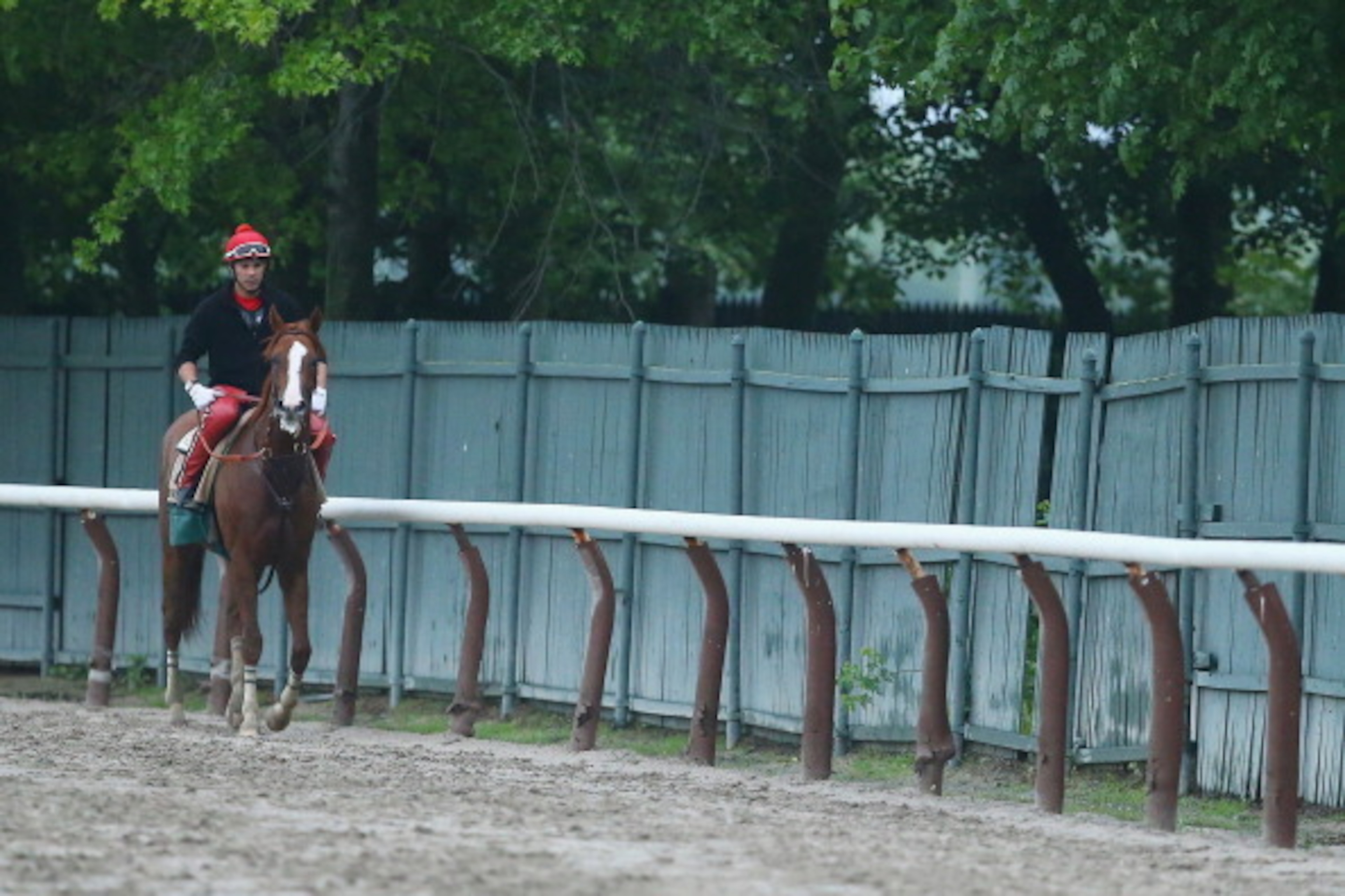 ELMONT, NY - MAY 24:  Kentucky Derby and Preakness winner California Chrome, with exercise rider Willie Delgado up, trains on the main track at Belmont Park on May 24, 2014 in Elmont, New York. He is scheduled to race for the Triple Crown in the 146th run