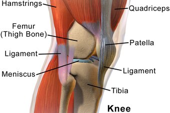 This diagram shows some of the structures within the knee—including parts of the two menisci.