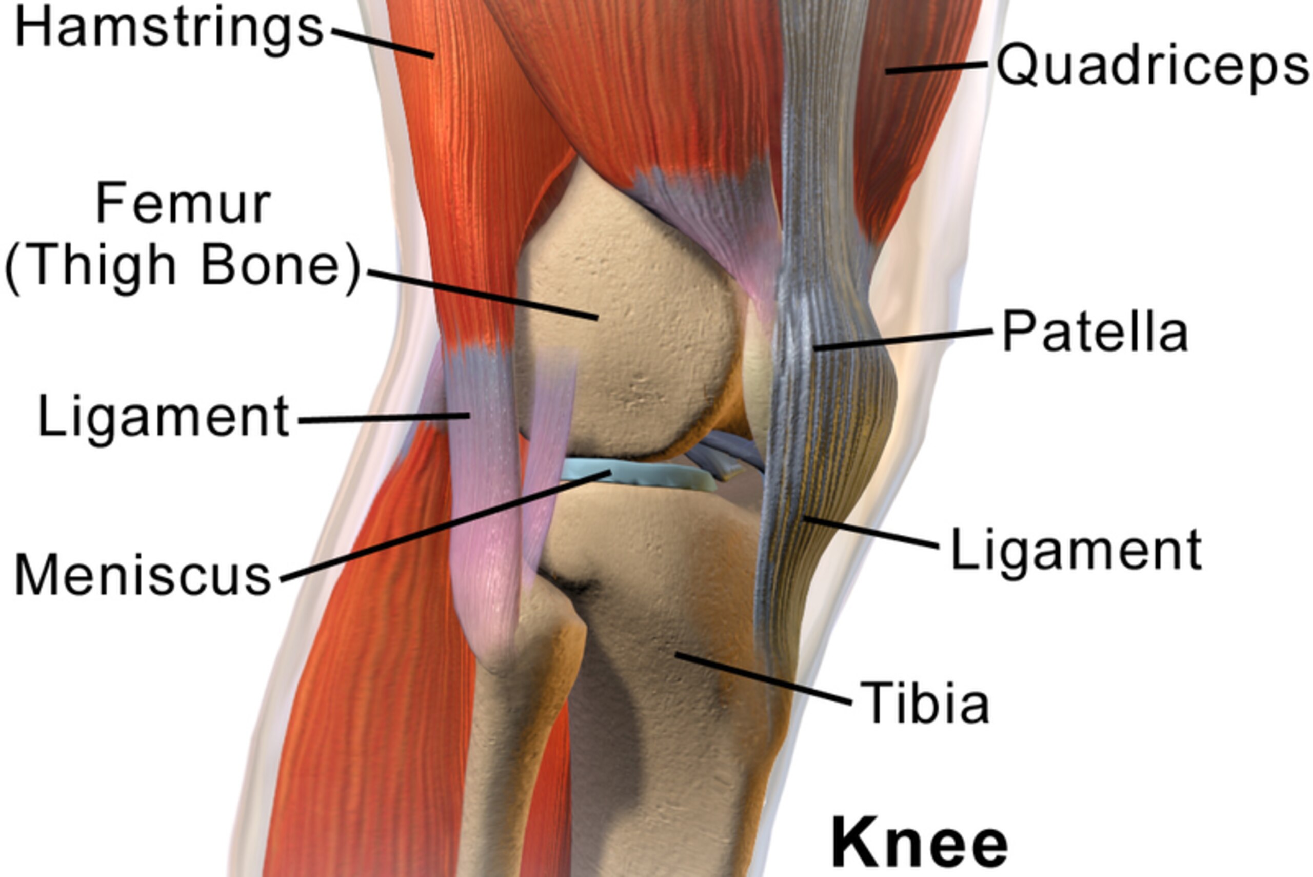 This diagram shows some of the structures within the knee—including parts of the two menisci.