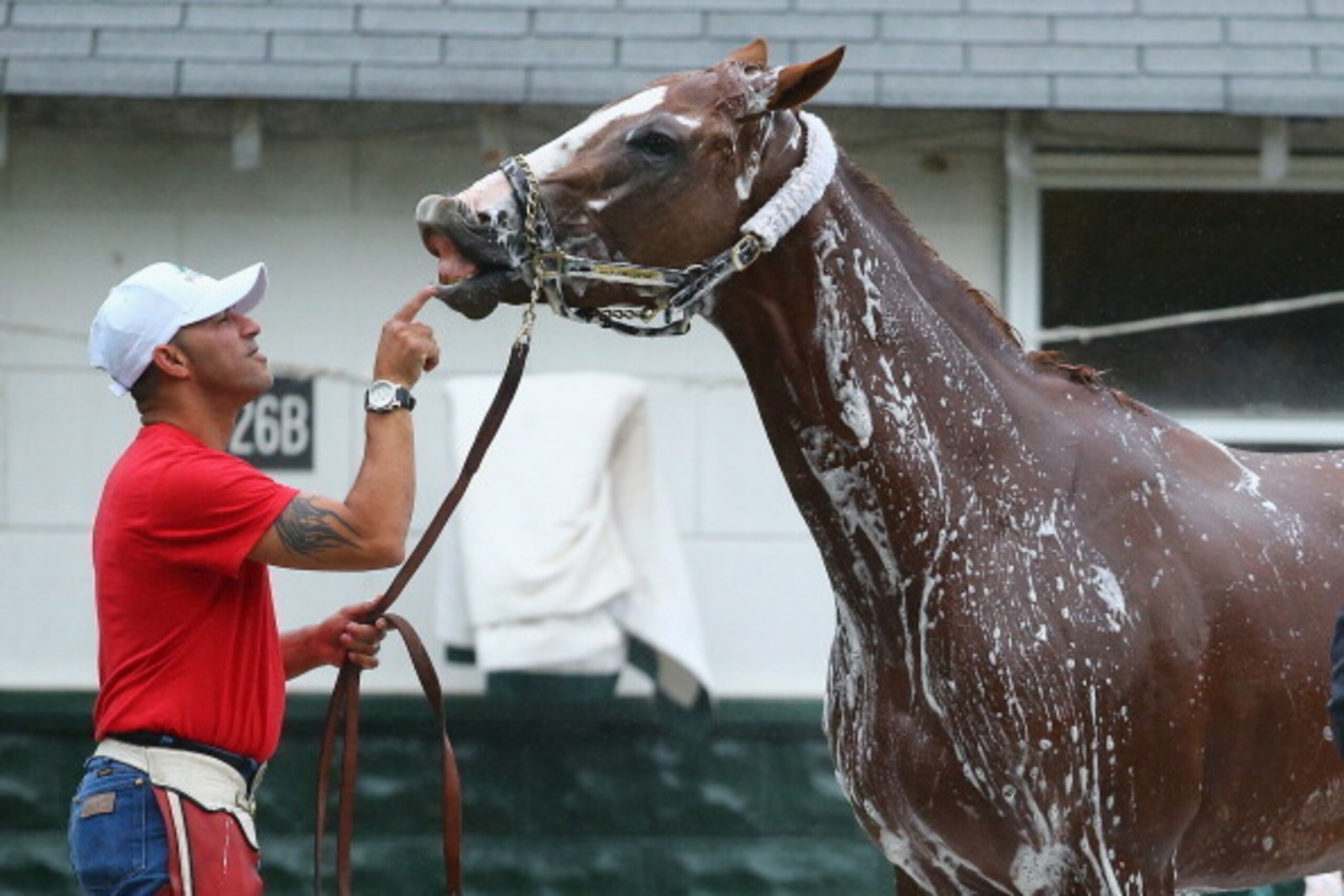ELMONT, NY - MAY 24:  Kentucky Derby and Preakness winner California Chrome is bathed after a training session at Belmont Park on May 24, 2014 in Elmont, New York. He is scheduled to race for the Triple Crown in the 146th running of the Belmont Stakes  (P