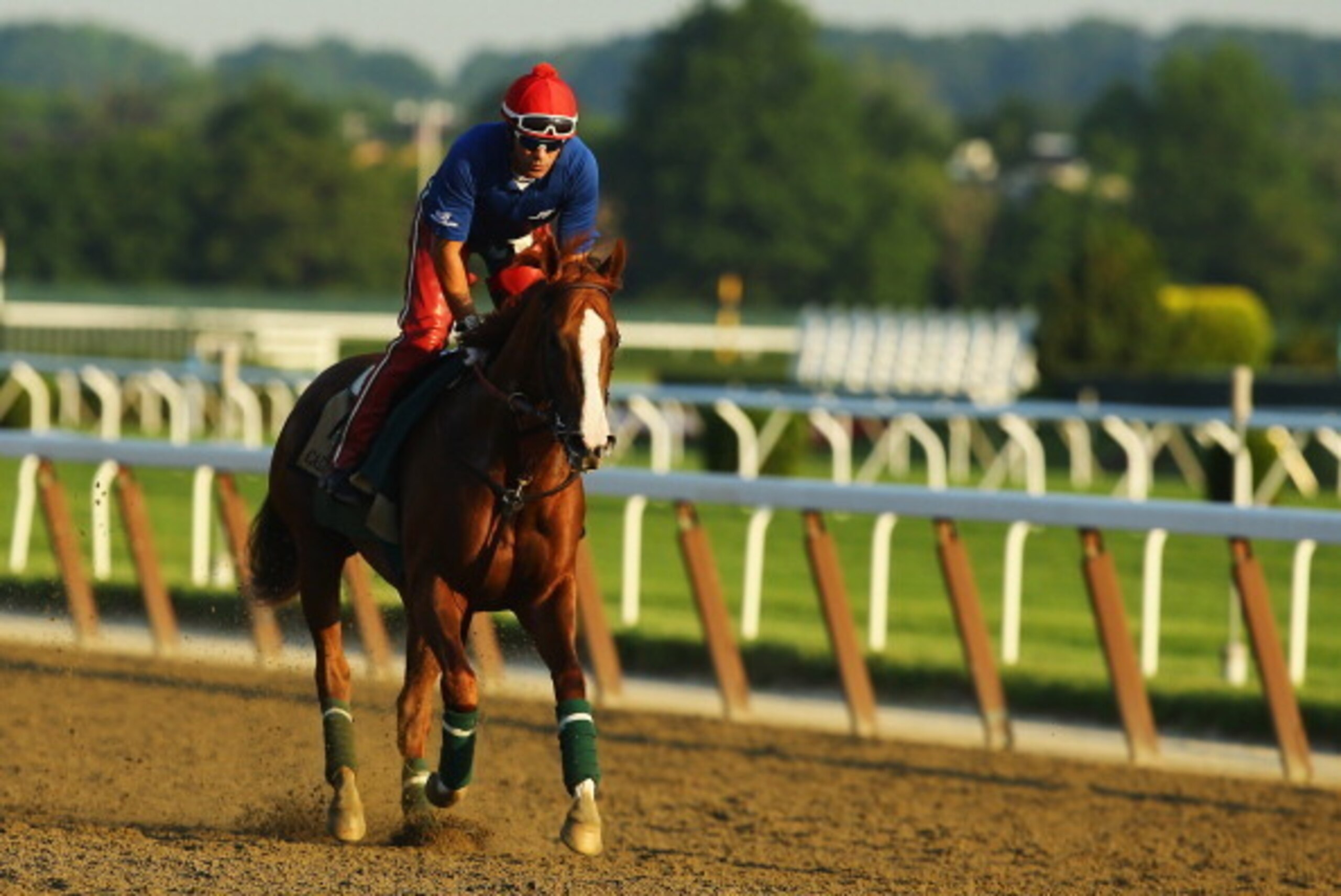 ELMONT, NY - JUNE 03:  Kentucky Derby and Preakness winner California Chrome, with exercise rider Willie Delgado up, trains on the main track at Belmont Park on June 3, 2014 in Elmont, New York. He is scheduled to race for the Triple Crown in the 146th ru