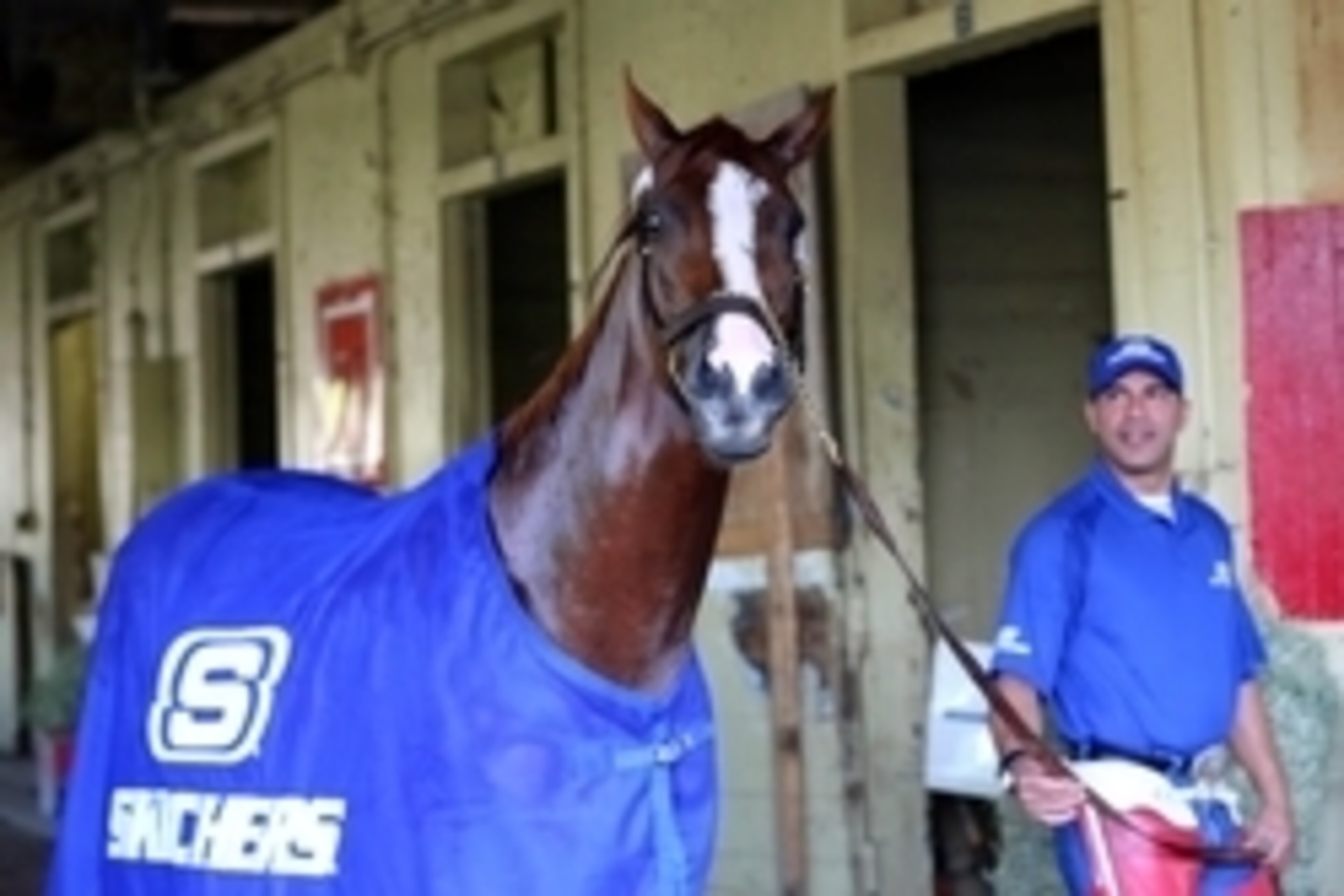 Jun 3, 2014; Elmont, NY, USA; California Chrome is led in the barn by exercise rider Willie Delgado after a morning workout in preparation for the 2014 Belmont Stakes at Belmont Park. Mandatory Credit: Anthony Gruppuso-USA TODAY Sports