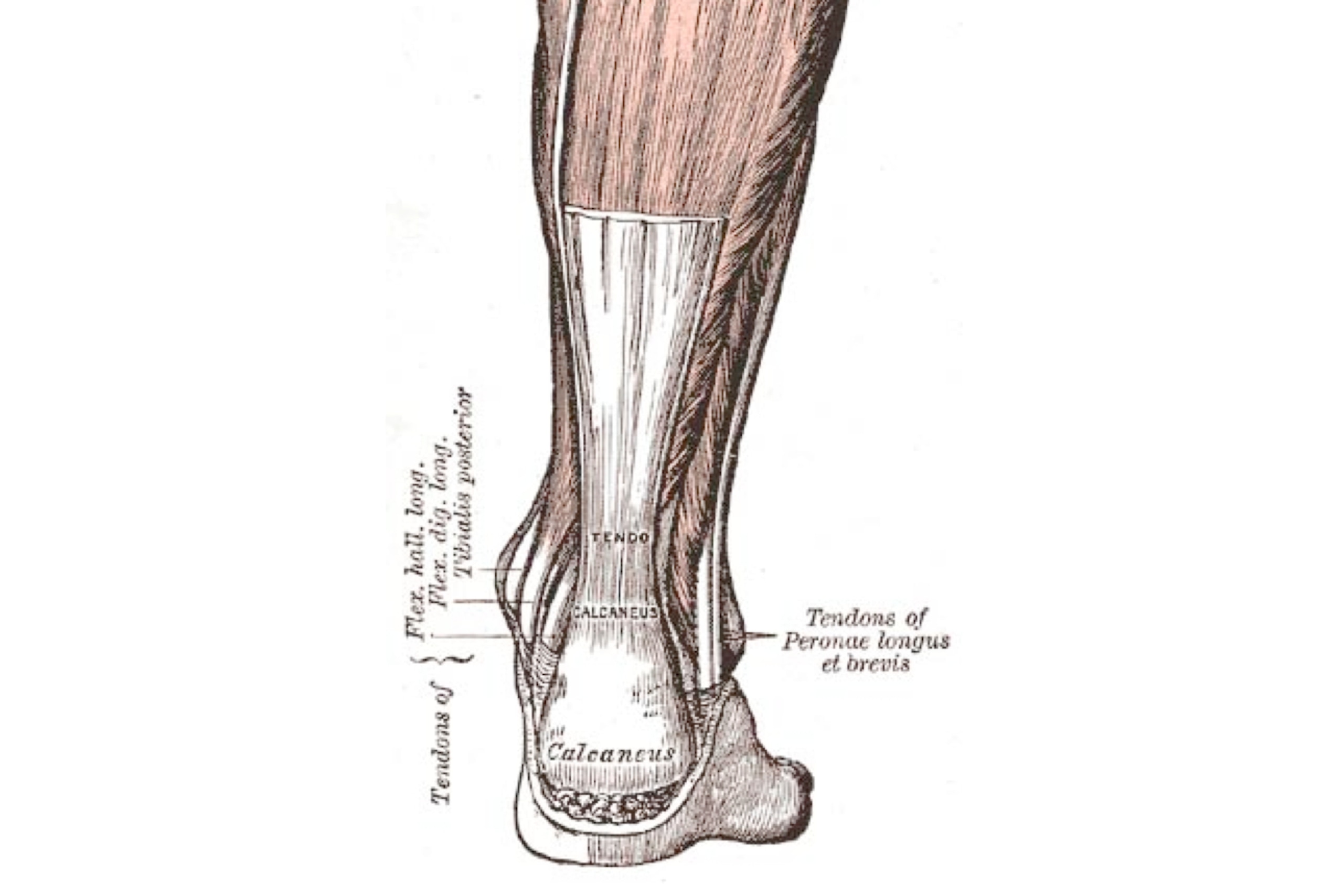 The Achilles tendon—seen here as a thick white band—connects the calf muscles to the back of the heel, allowing an athlete to plantarflex (point his or her toes).