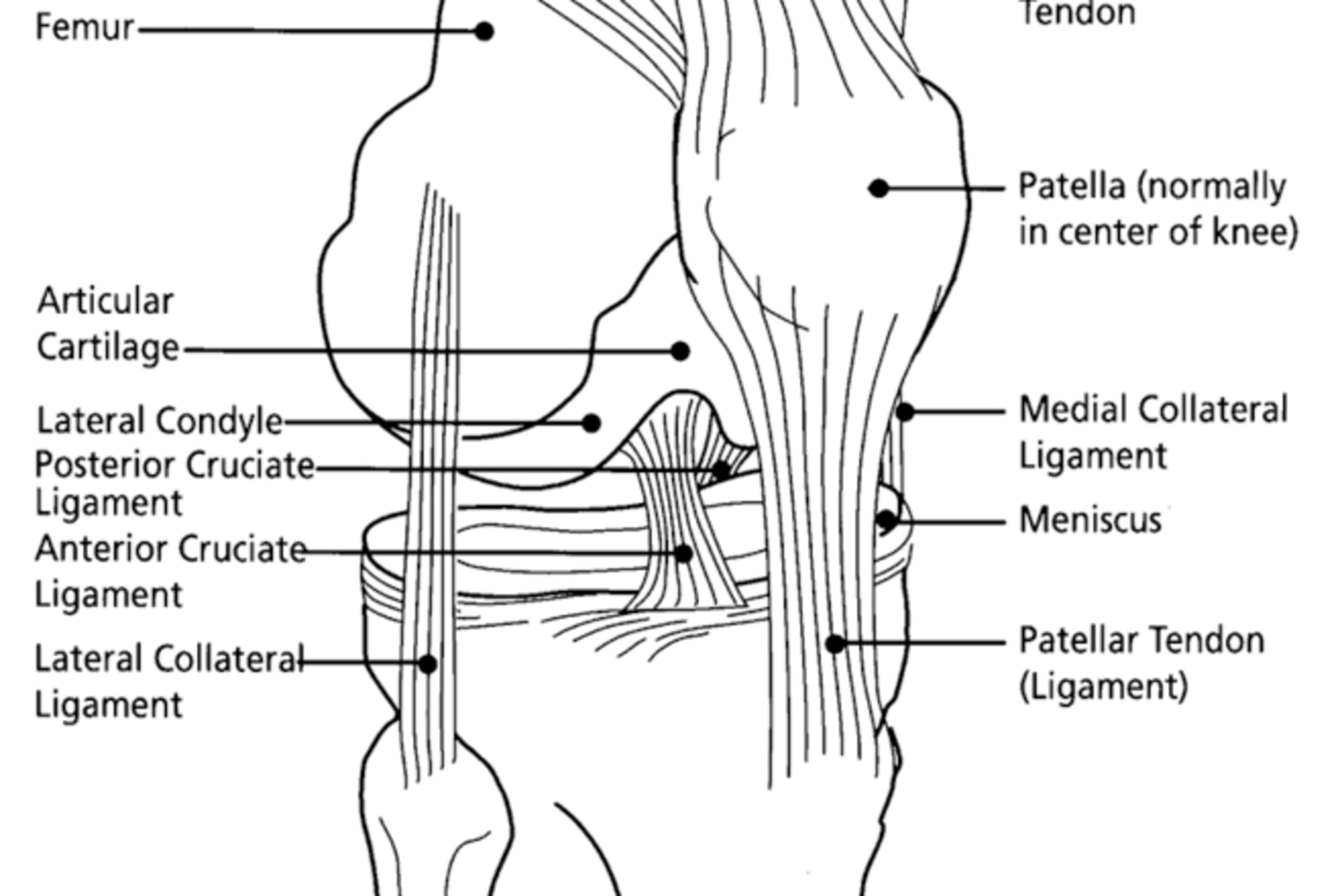 The ACL runs through the center of the knee and prevents it from over-twisting inward.