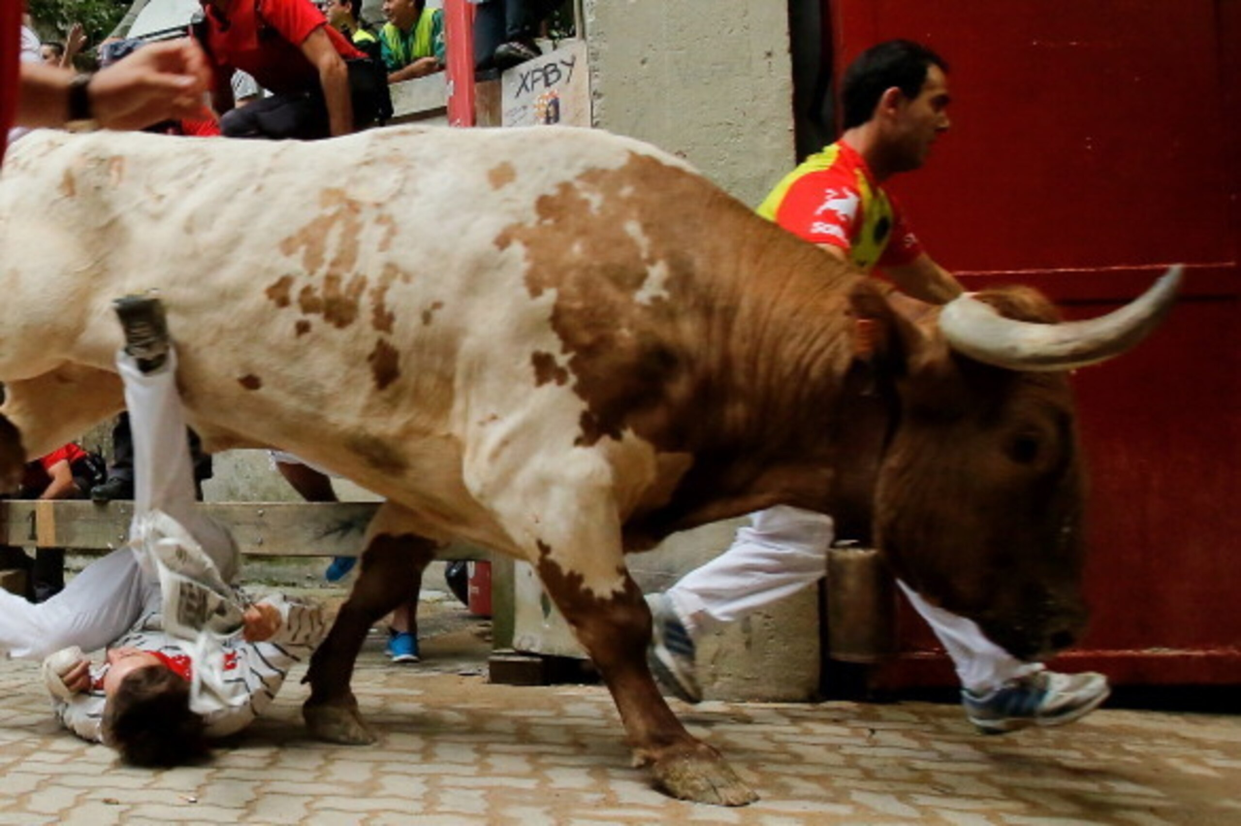 PAMPLONA, SPAIN - JULY 13:  A steer runs over a reveller during the Fuente Ymbro's fighting bulls running entering the bullring on the eighth day of the San Fermin Running Of The Bulls festival on July 13, 2013 in Pamplona, Spain. The annual Fiesta de San