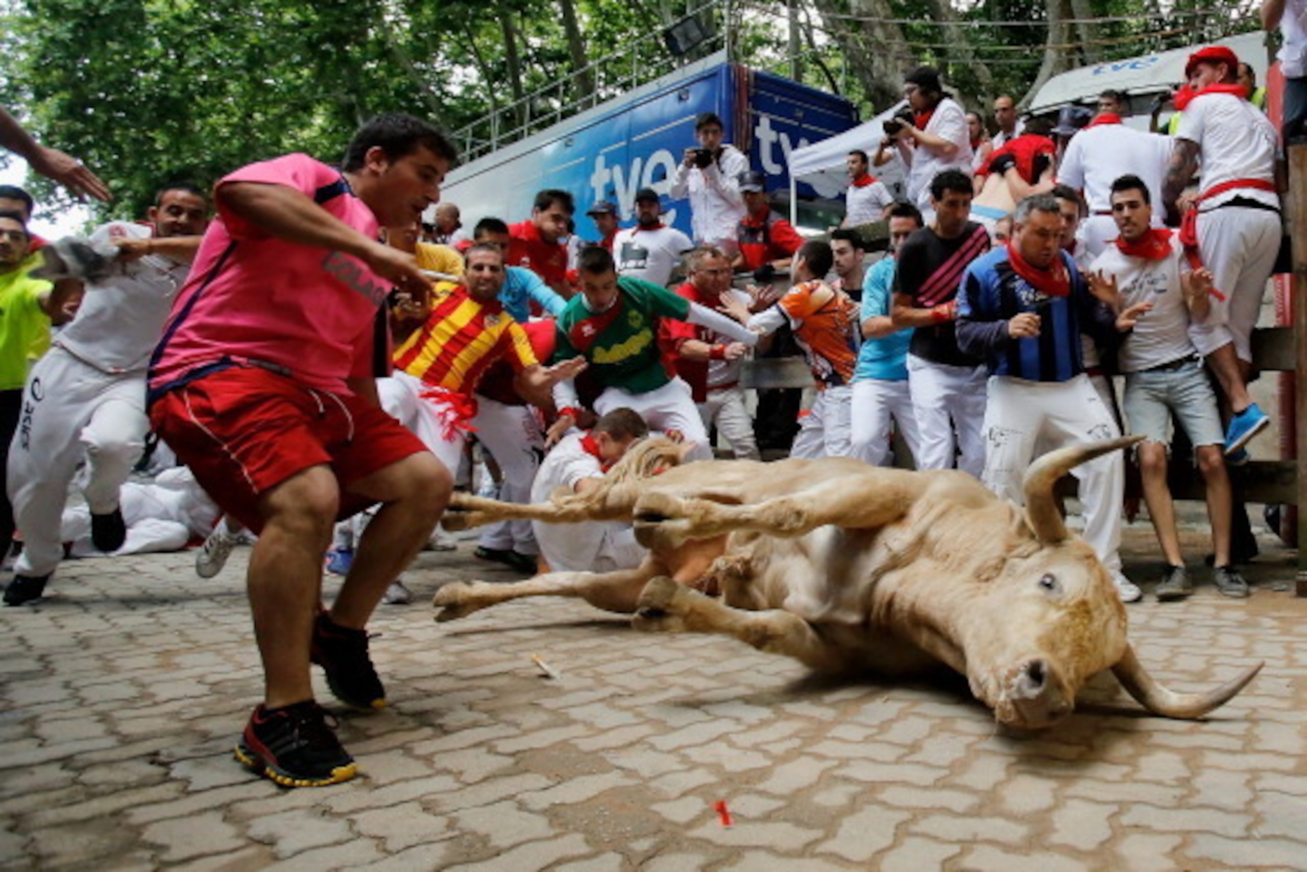 PAMPLONA, SPAIN - JULY 13:  A Fuente Ymbro's fighting bull falls entering the bullring during the eighth day of the San Fermin Running Of The Bulls festival on July 13, 2013 in Pamplona, Spain. The annual Fiesta de San Fermin, made famous by the 1926 nove