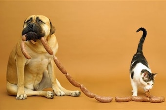 This is a Bullmastiff and a cat eating sausages. Hopefully something of this nature happens during a Browns game this fall.