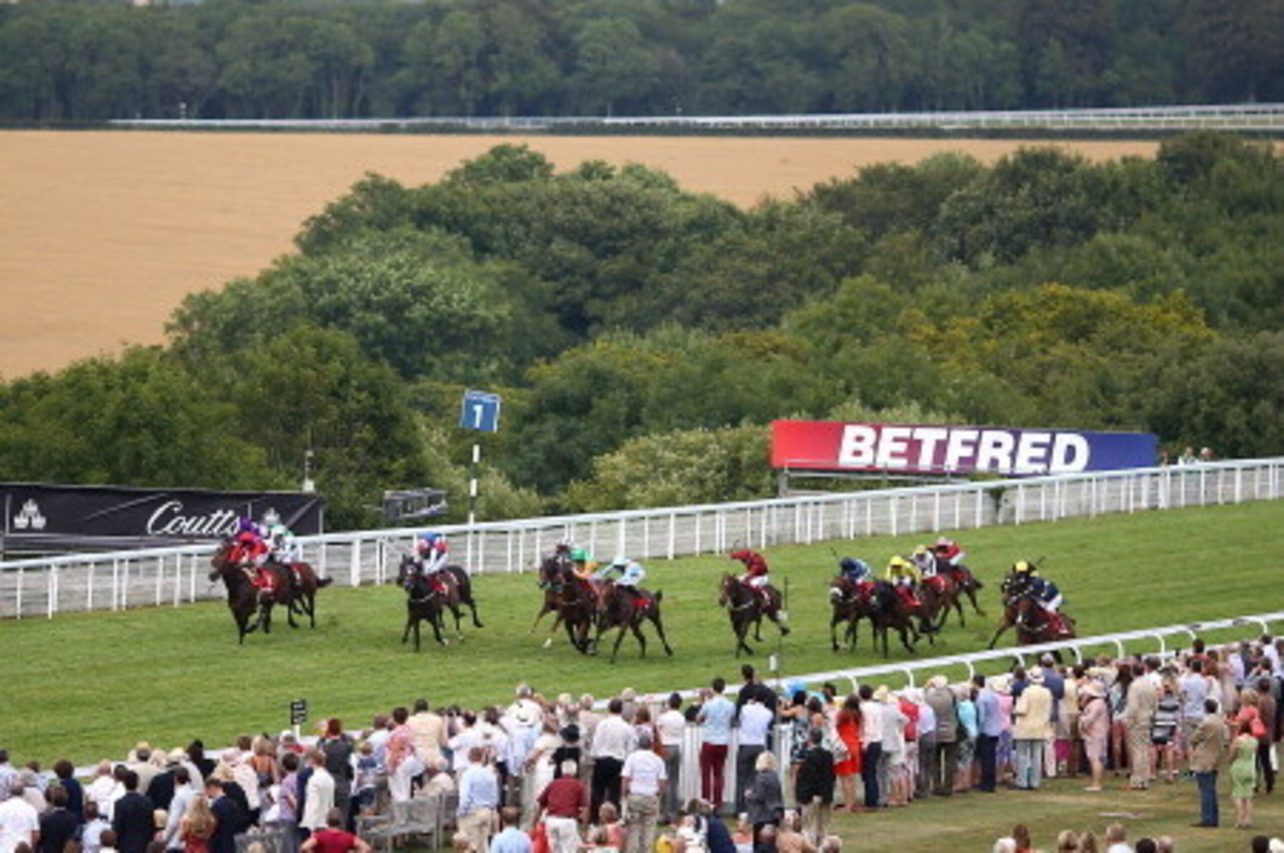 CHICHESTER, ENGLAND - AUGUST 01: A general view of the action as horses run in The Betfred King George Stakes at Goodwood racecourse on August 01, 2014 in Chichester, England. (Photo by Charlie Crowhurst/Getty Images)