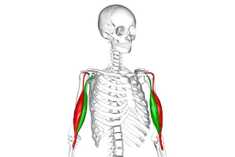 The biceps consists of two muscle bodies, seen here in red and green. Together, they rotate the forearm outward and flex the elbow.