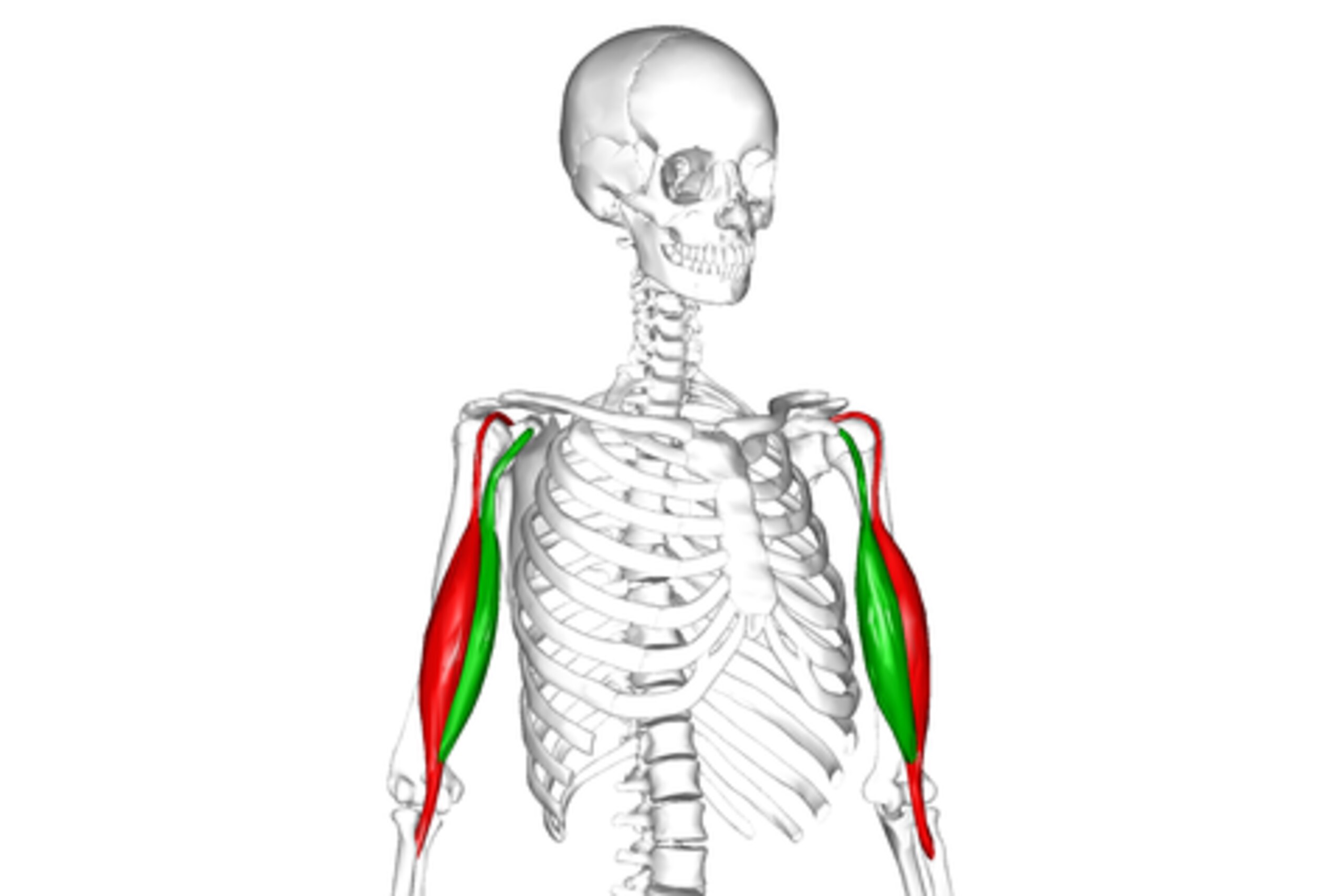 The biceps consists of two muscle bodies, seen here in red and green. Together, they rotate the forearm outward and flex the elbow.