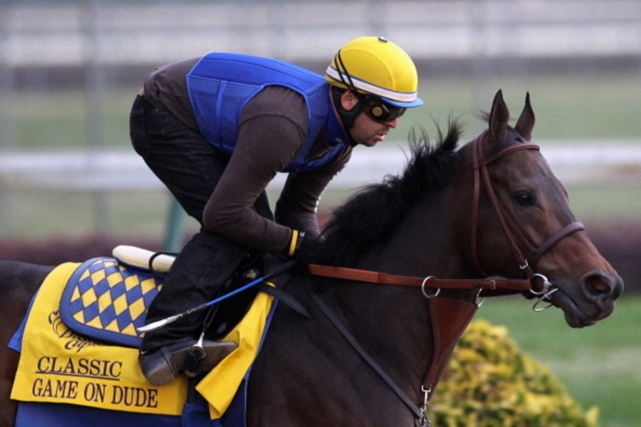 LOUISVILLE, KY - NOVEMBER 03:  Breeders' Cup Classic hopeful Game On Dude gallops over the track during morning workouts for the upcoming Breeders' Cup World Championships at Churchill Downs on November 3, 2011 in Louisville, Kentucky.  (Photo by Rob Carr
