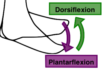 The calf dorsiflexes the ankle by way of the Achilles tendon.
