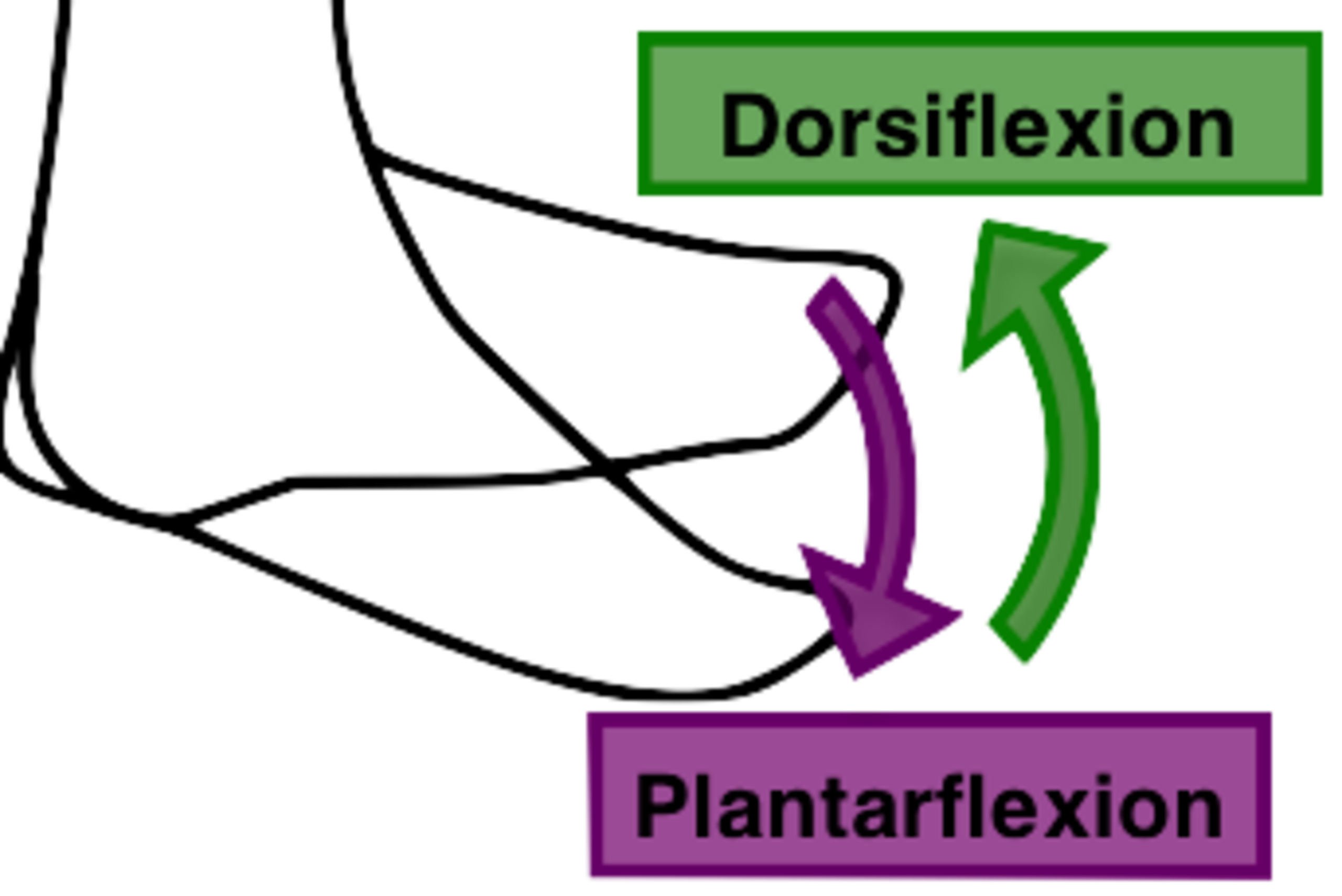 The calf dorsiflexes the ankle by way of the Achilles tendon.