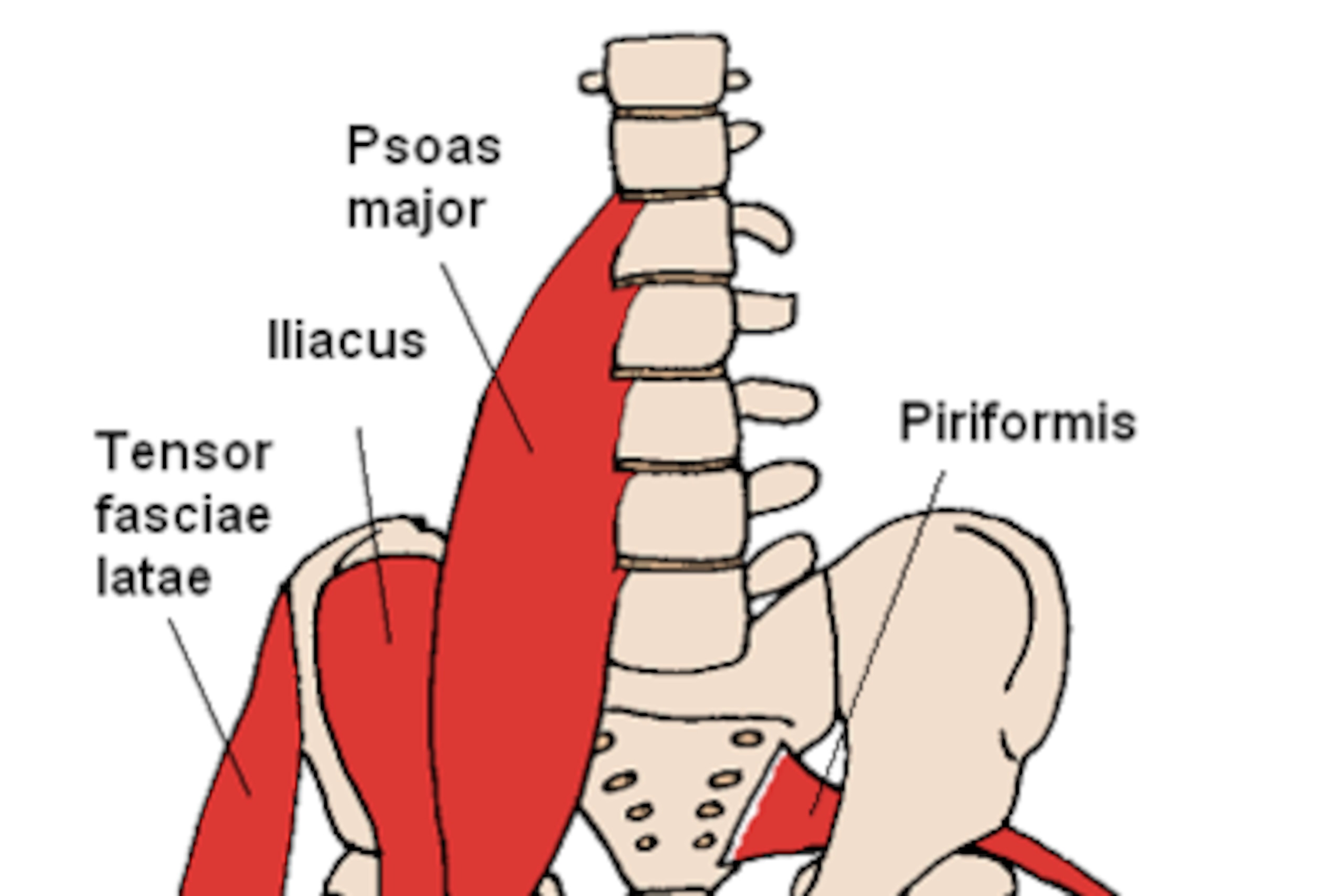 The above diagram shows the location of some of the commonly injured groin muscles.