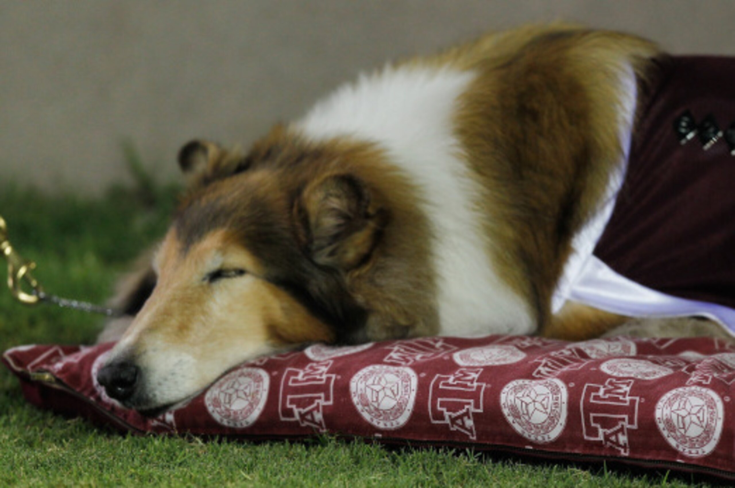 COLLEGE STATION, TX - SEPTEMBER 13:  Reveille VIII rests on the sidelines as the Texas A&M Aggies play the Rice Owls at Kyle Field on September 13, 2014 in College Station, Texas.  (Photo by Bob Levey/Getty Images)