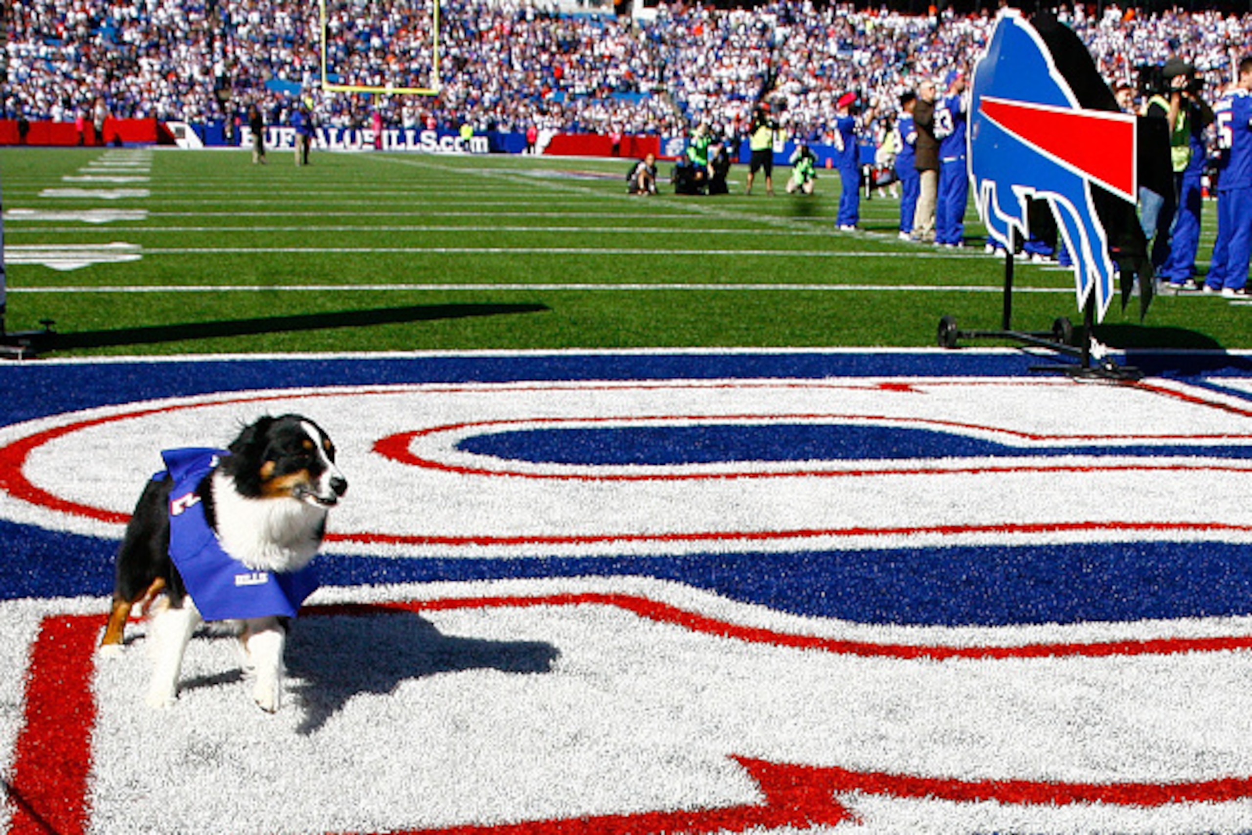 ORCHARD PARK, NY - OCTOBER 12:  Buffalo Bills owner Terry Pegula's dog runs back into the tunnel after being spooked by the pyrotechnics introducing the Pegula family for a pre-game ceremony before the first half against the New England Patriots at Ralph 