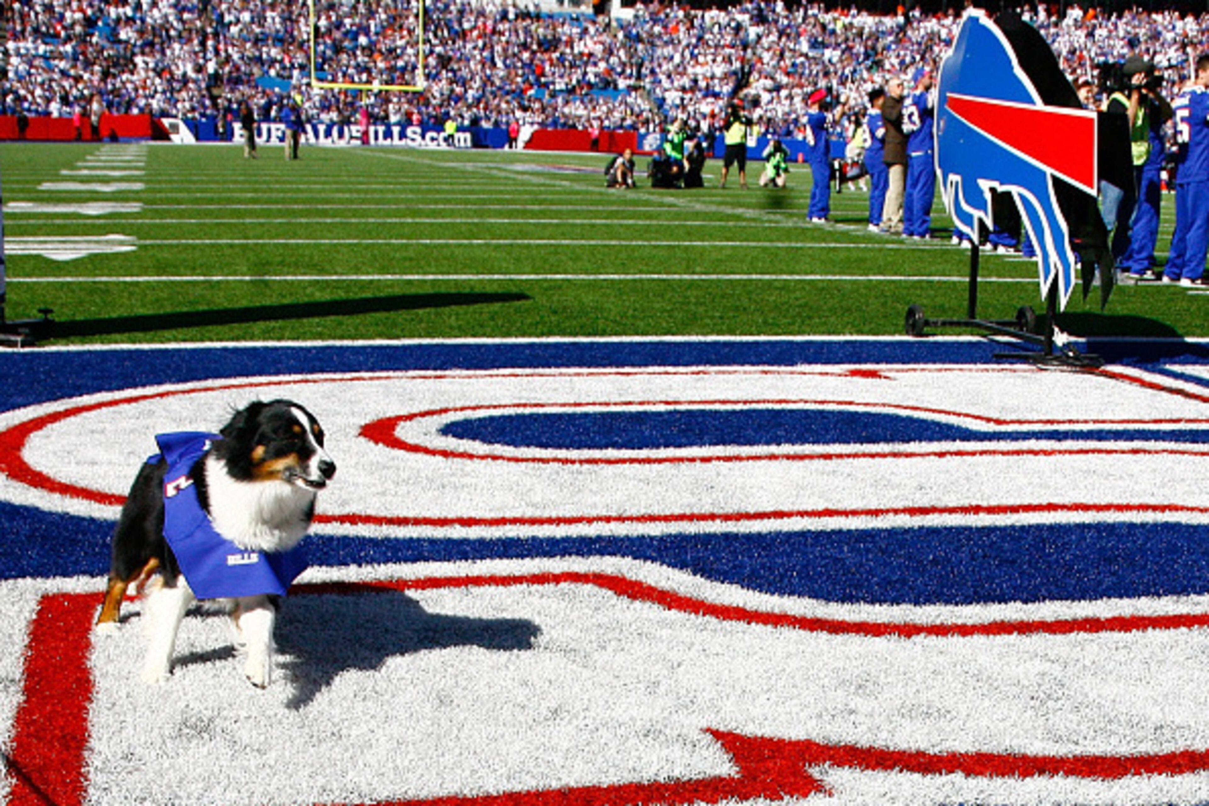 ORCHARD PARK, NY - OCTOBER 12:  Buffalo Bills owner Terry Pegula's dog runs back into the tunnel after being spooked by the pyrotechnics introducing the Pegula family for a pre-game ceremony before the first half against the New England Patriots at Ralph 