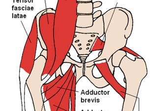 This diagram shows the location of some of the commonly injured groin muscles.