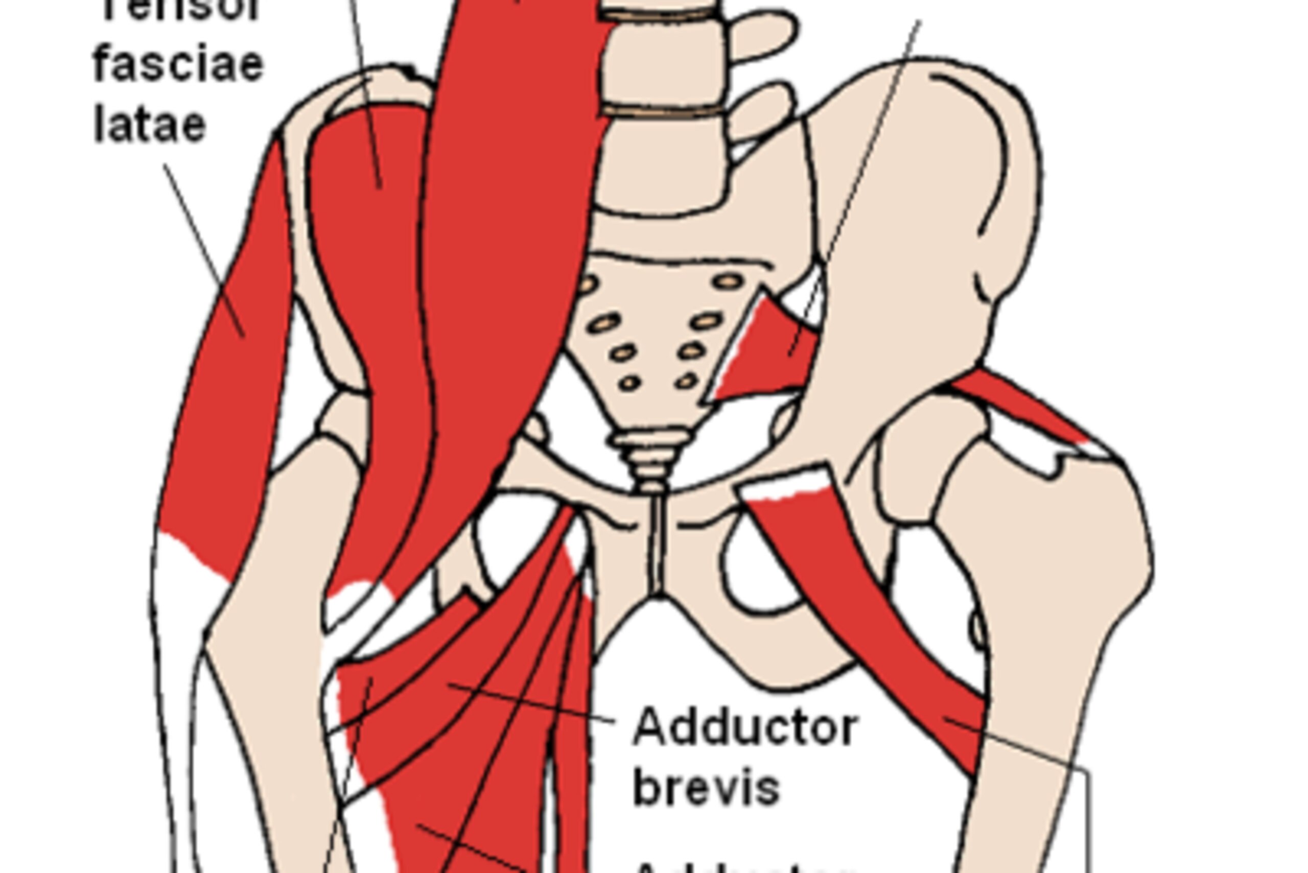 This diagram shows the location of some of the commonly injured groin muscles.