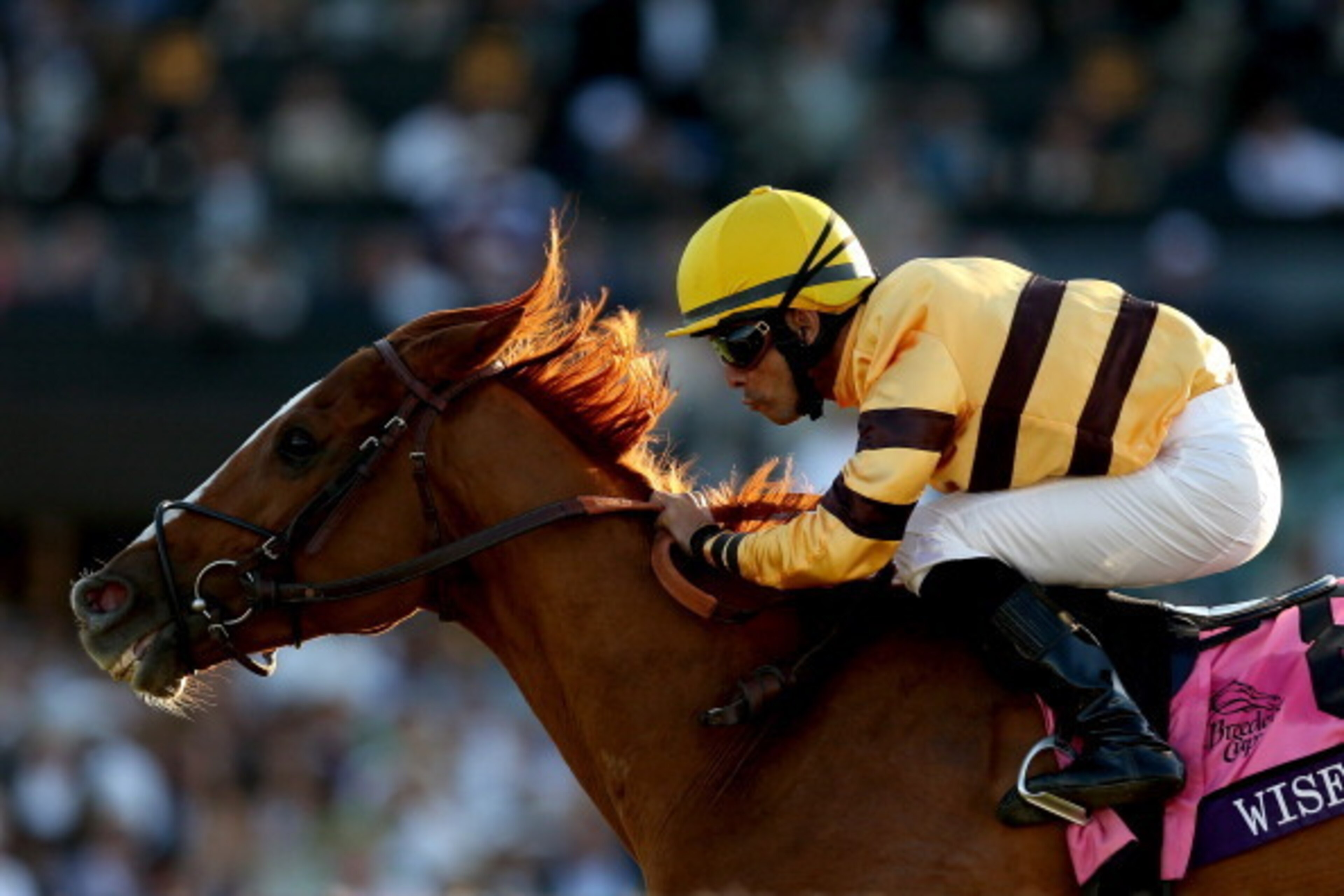 ARCADIA, CA - NOVEMBER 02:  Wise Dan, ridden by Jose Lezcano, surges to the finish line to win the Mile during the 2013 Breeders' Cup World Championships at Santa Anita Park on November 2, 2013 in Arcadia, California.  (Photo by Matthew Stockman/Getty Ima