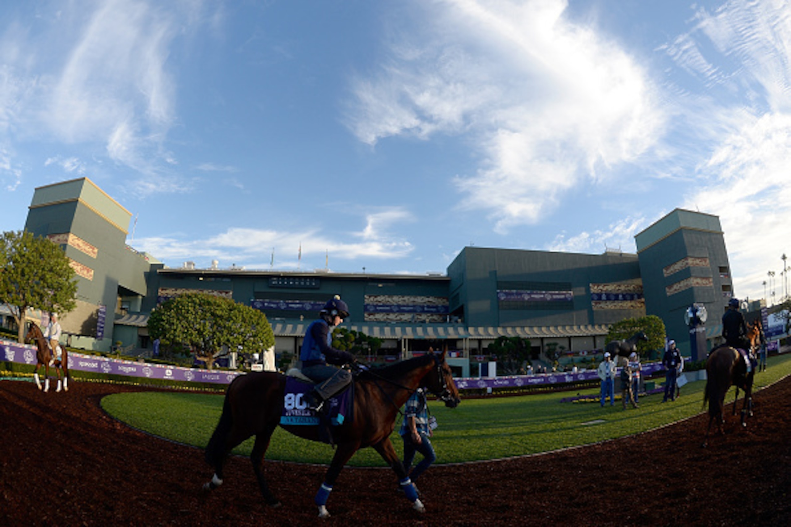 ARCADIA, CA - OCTOBER 30:  Aktabantay cools off after training in preparation for the 2014 Breeder's Cup Juvenile Turf at Santa Anita Park on October 30, 2014 in Arcadia, California.  (Photo by Harry How/Getty Images)