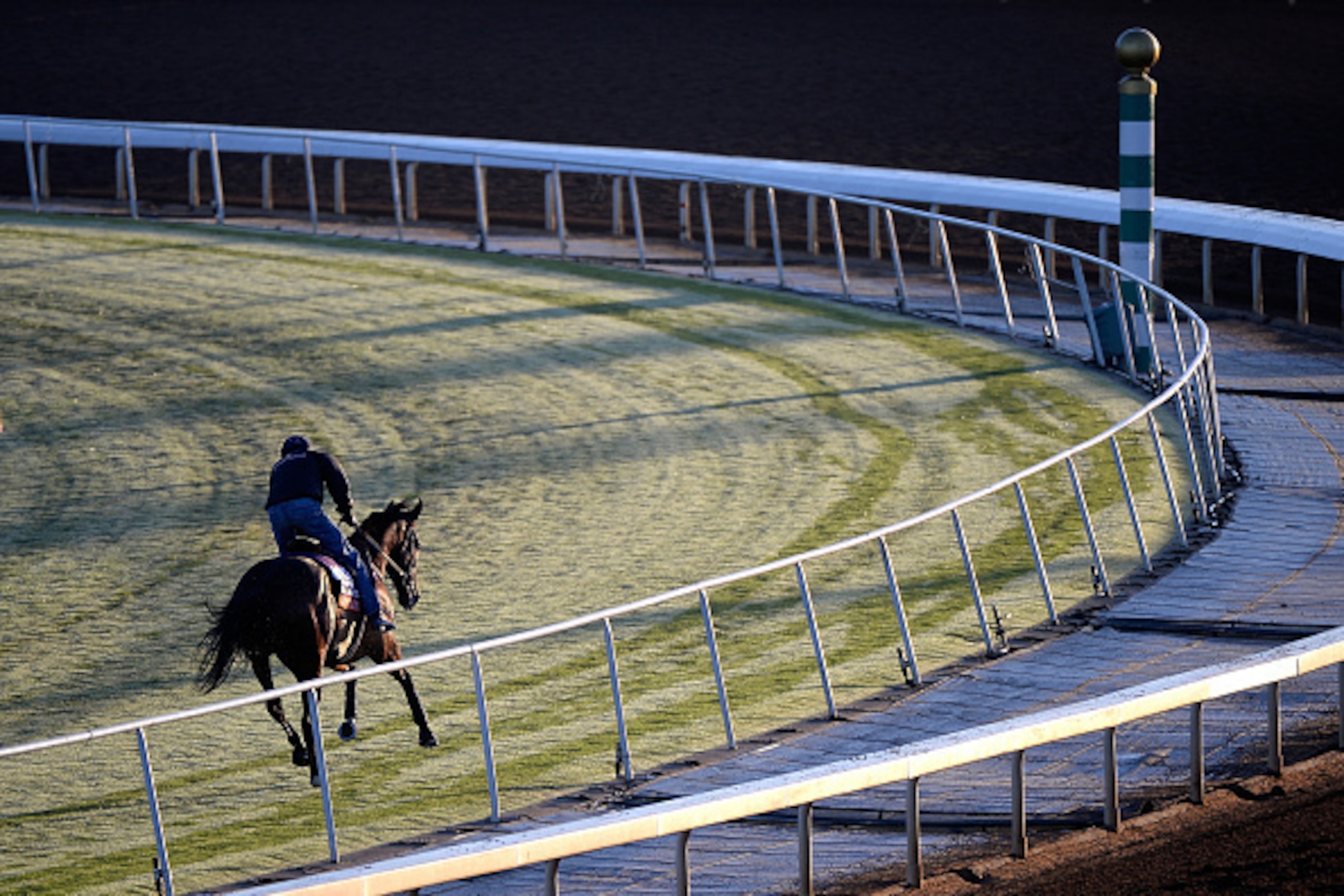ARCADIA, CA - OCTOBER 28:  Just The Judge trains for the 2014 Breeder's Cup Filly & Mare Turf at Santa Anita Park on October 28, 2014 in Arcadia, California.  (Photo by Harry How/Getty Images)