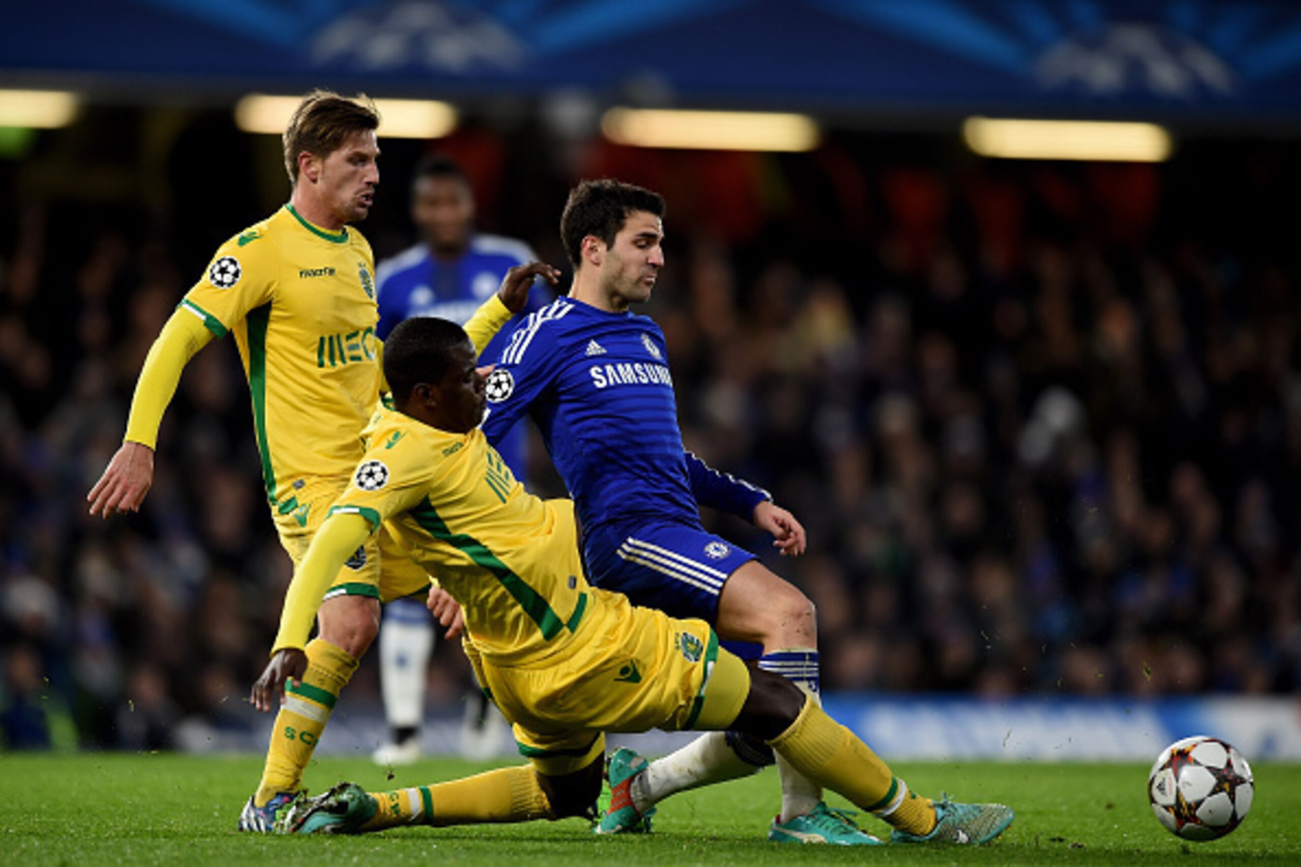 LONDON, ENGLAND - DECEMBER 10: Cesc Fabregas of Chelsea is tackled by William Carvalho of Sporting Lisbon during the UEFA Champions League group G match between Chelsea and Sporting Clube de Portugal at Stamford Bridge on December 10, 2014 in London, Uni LONDON, ENGLAND - DECEMBER 10: Cesc Fabregas of Chelsea is tackled by William Carvalho of Sporting Lisbon during the UEFA Champions League group G match between Chelsea and Sporting Clube de Portugal at Stamford Bridge on December 10, 2014 in London, Uni