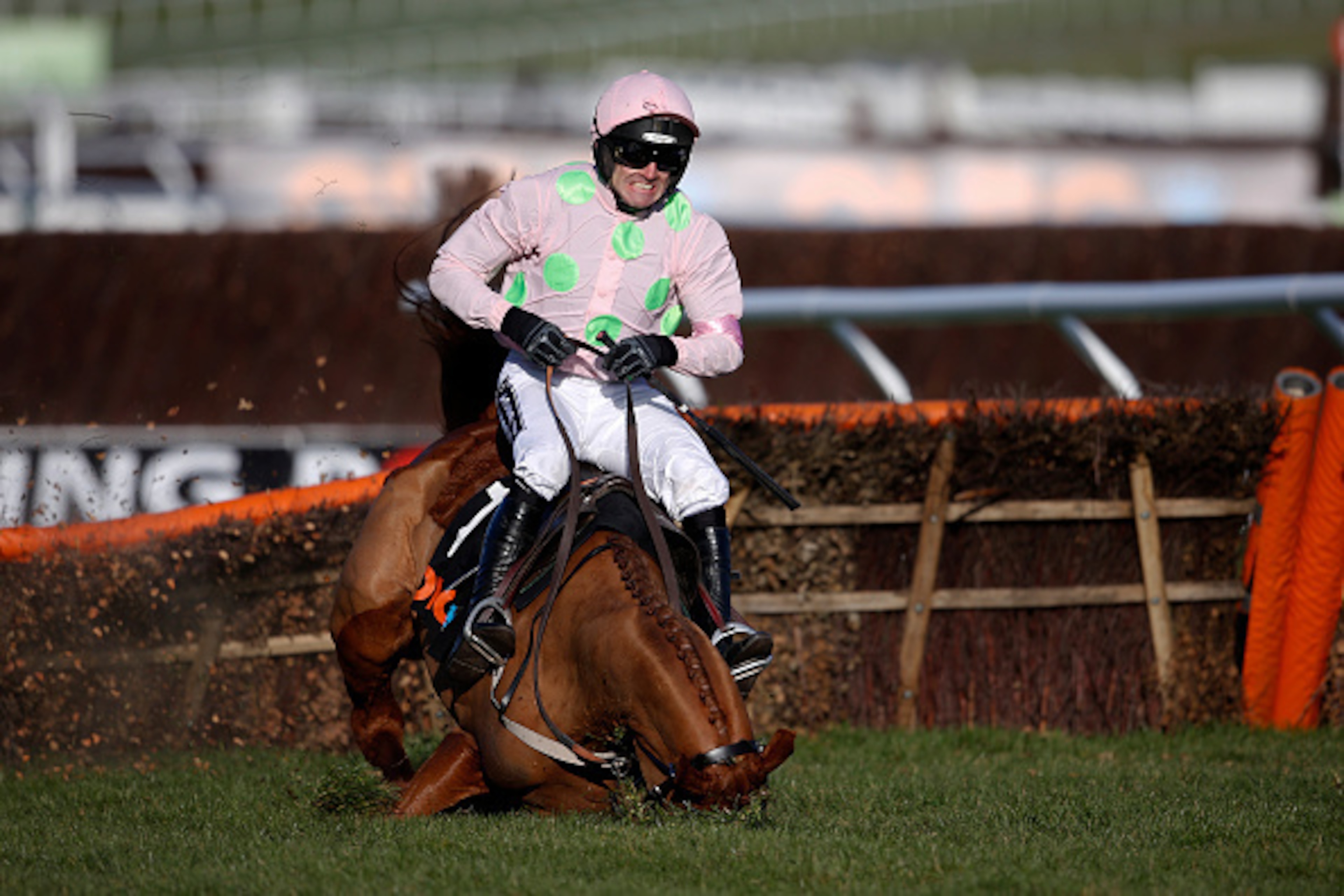 CHELTENHAM, ENGLAND - MARCH 10:  Ruby Walsh falls from Annie Power at the last when clear in The OLBG Mare' Hurdle Race at Cheltenham racecourse on March 10, 2015 in Cheltenham, England. (Photo by Alan Crowhurst/Getty Images)
