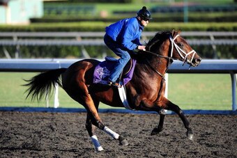 ARCADIA, CA - NOVEMBER 03: Justenuffhumor trained by Kiaran Mclaughlin runs during a morning workout session in preparation for the Breeders Cup 2009 at the Santa Anita Racetrack on November 3, 2009 in Arcadia, California.  (Photo by Jacob de Golish/Getty