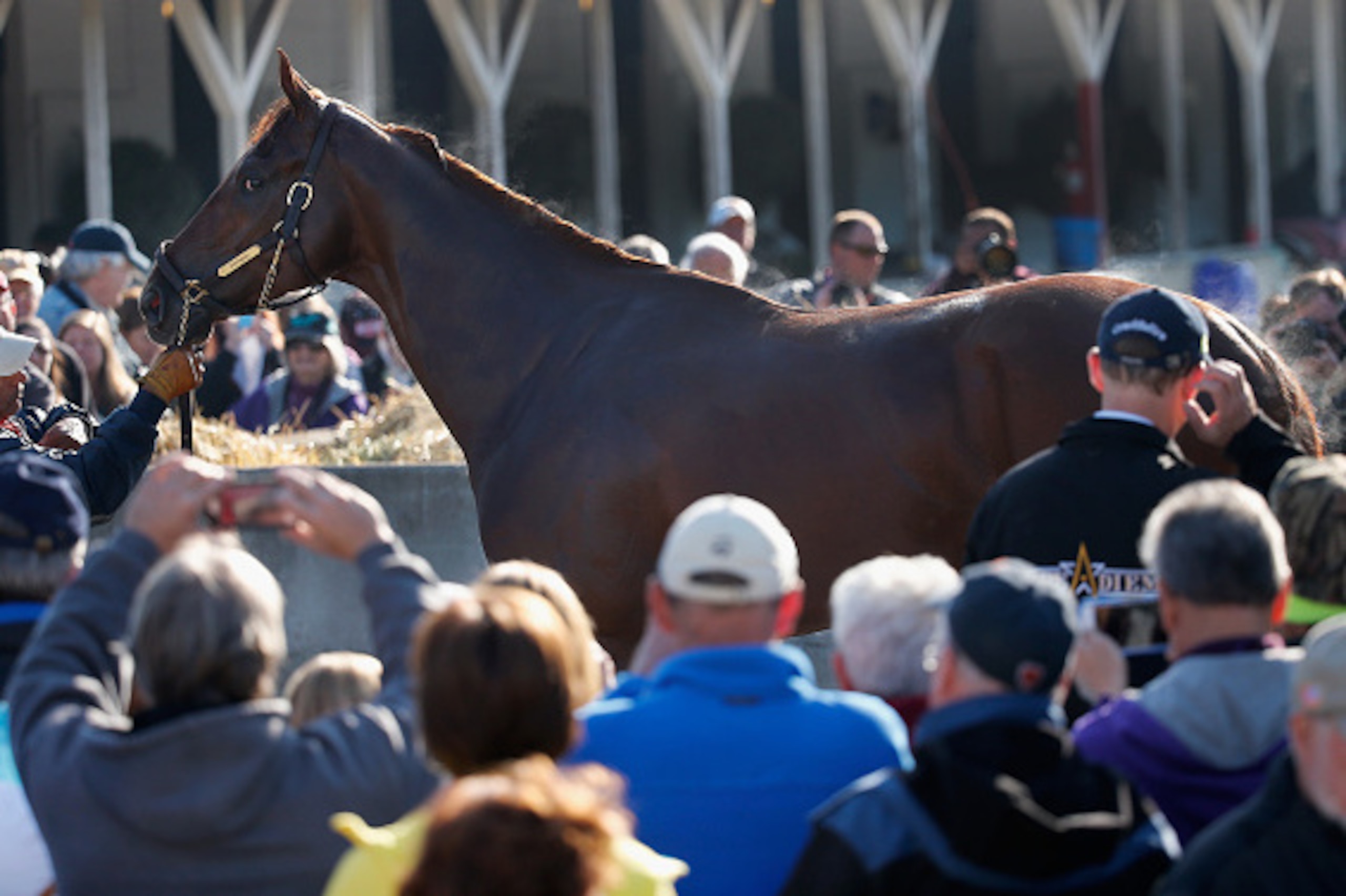 LOUISVILLE, KY - APRIL 29:  Dortmund gets a bath following morning training for the Kentucky Derby at Churchill Downs on April 29, 2015 in Louisville, Kentucky.  (Photo by Rob Carr/Getty Images)