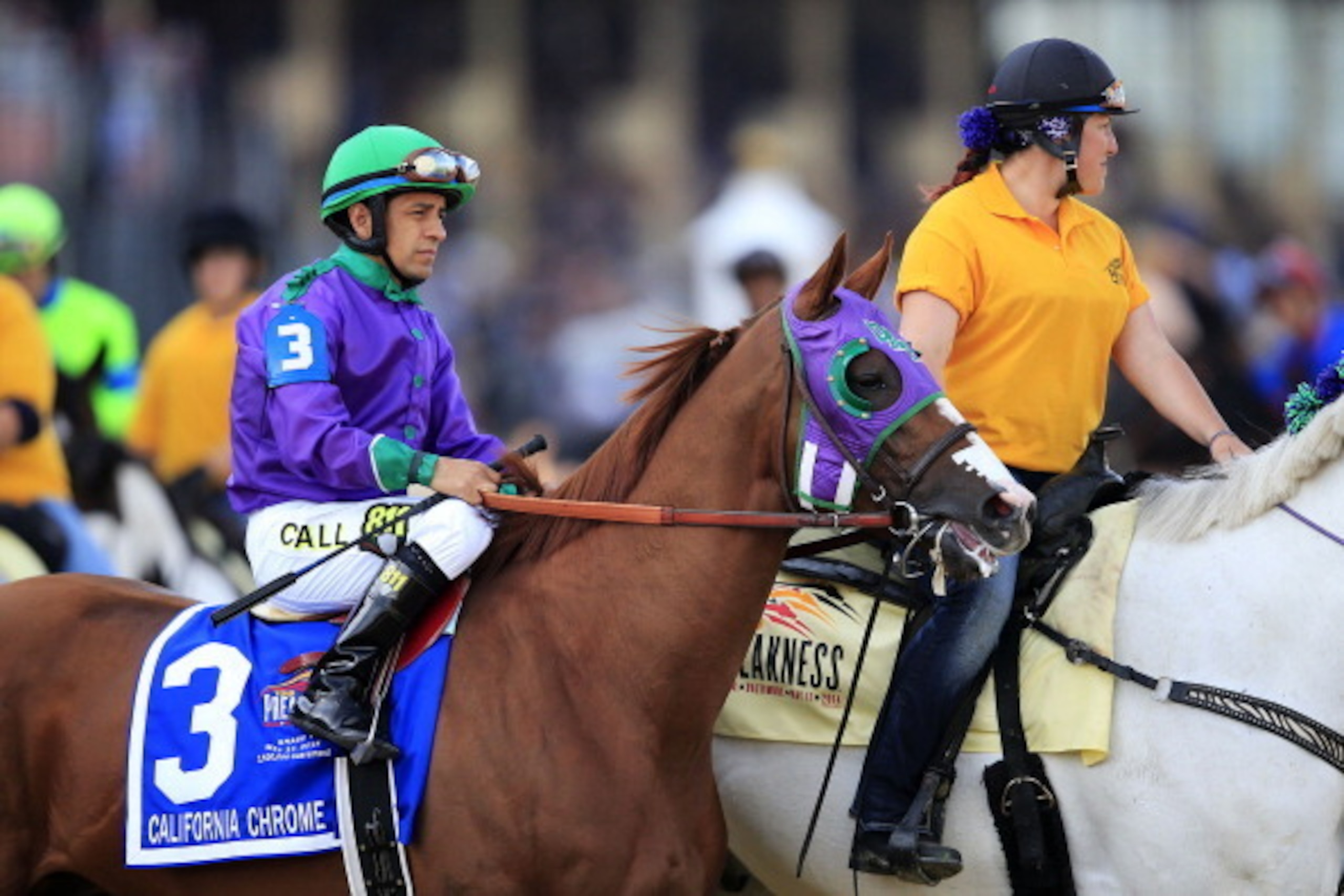BALTIMORE, MD - MAY 17:  California Chrome #3 with Victor Espinoza in the saddle, is lead to the track before the start of the 139th running of the Preakness Stakes at Pimlico Race Course on May 17, 2014 in Baltimore, Maryland.  (Photo by Rob Carr/Getty I