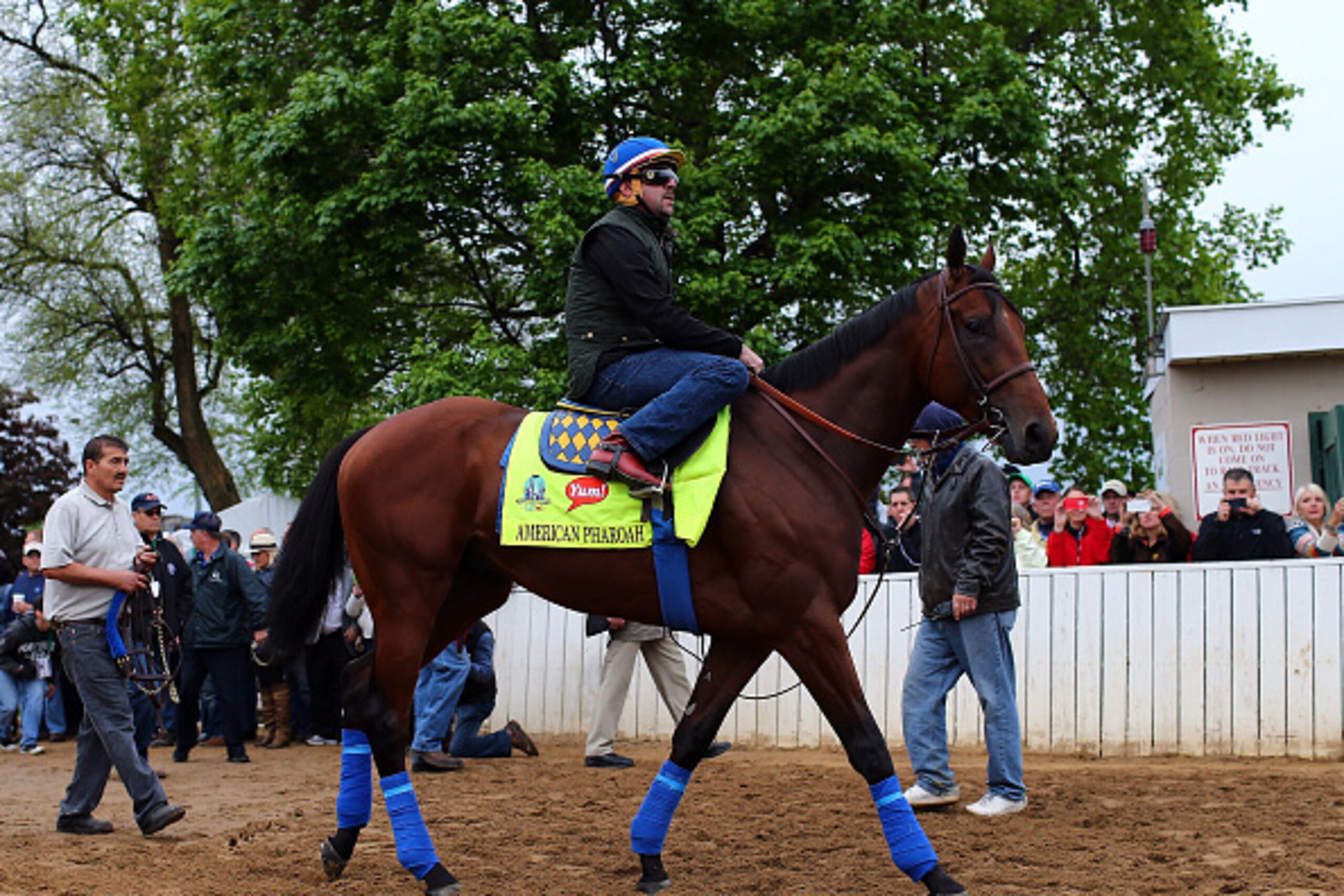 LOUISVILLE, KY - APRIL 30:  American Pharoah heads out to the track for morning workouts for the Kentucky Derby at Churchill Downs on April 30, 2015 in Louisville, Kentucky.  (Photo by Elsa/Getty Images)