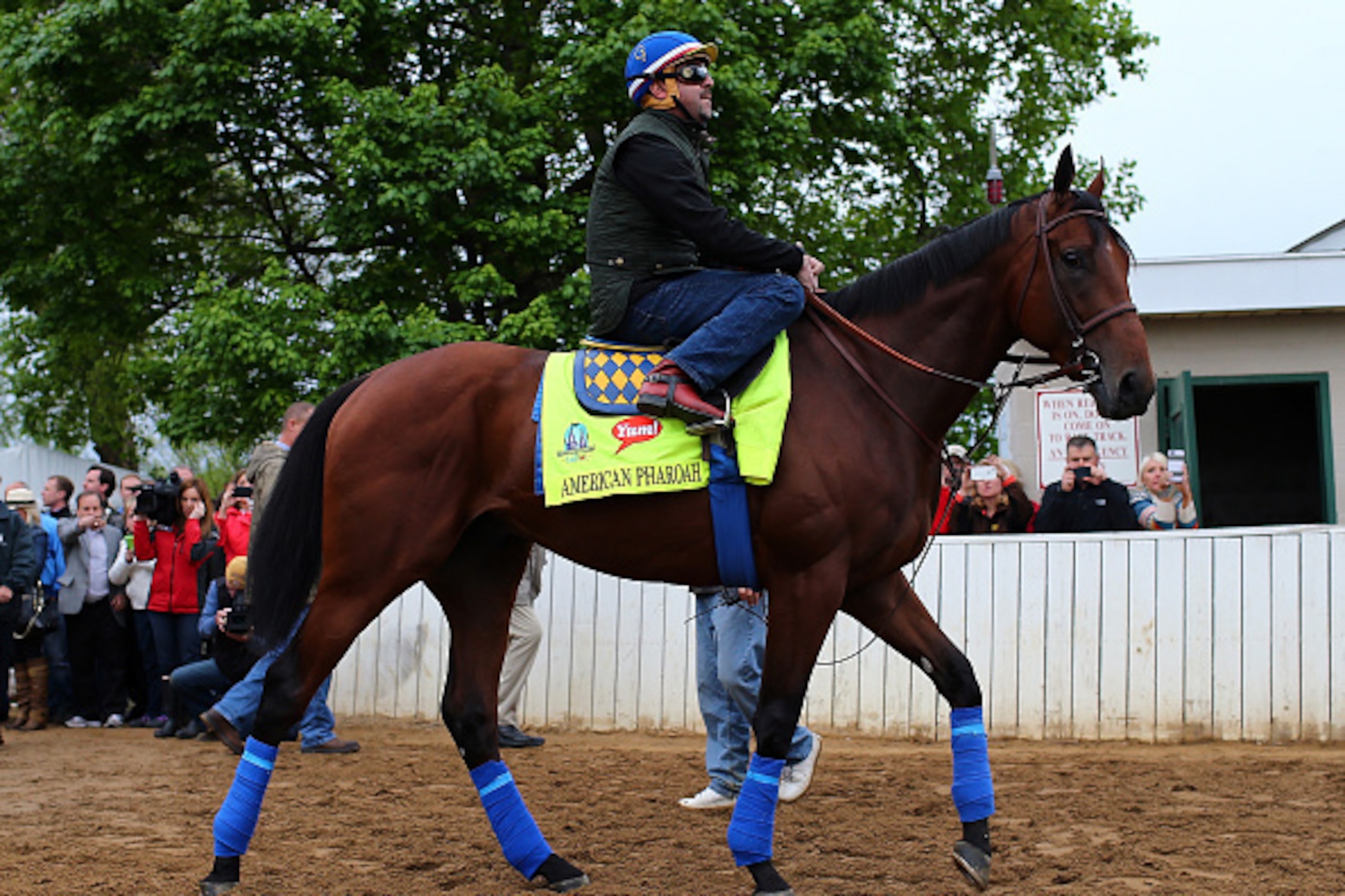 LOUISVILLE, KY - APRIL 30:  American Pharoah heads out to the track for morning workouts for the Kentucky Derby at Churchill Downs on April 30, 2015 in Louisville, Kentucky.  (Photo by Elsa/Getty Images)