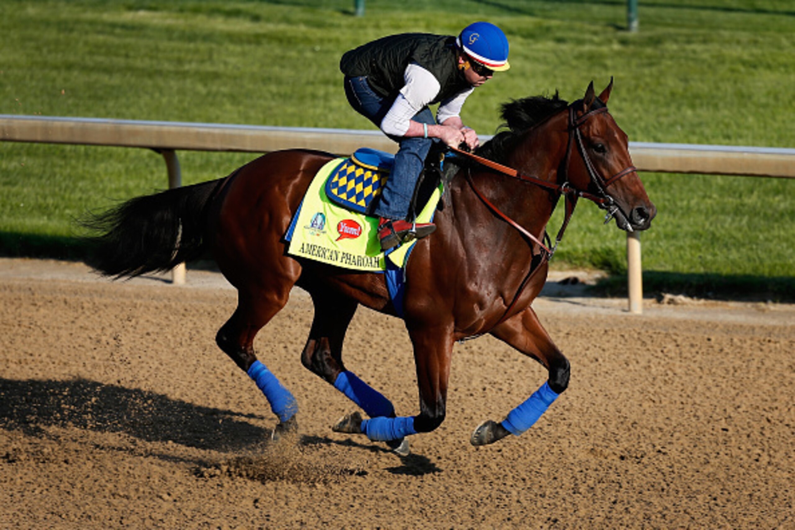 LOUISVILLE, KY - APRIL 29:  American Pharoah goes over the track during morning training for the Kentucky Derby at Churchill Downs on April 29, 2015 in Louisville, Kentucky.  (Photo by Rob Carr/Getty Images)