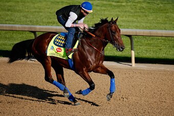 LOUISVILLE, KY - APRIL 29:  American Pharoah goes over the track during morning training for the Kentucky Derby at Churchill Downs on April 29, 2015 in Louisville, Kentucky.  (Photo by Rob Carr/Getty Images)