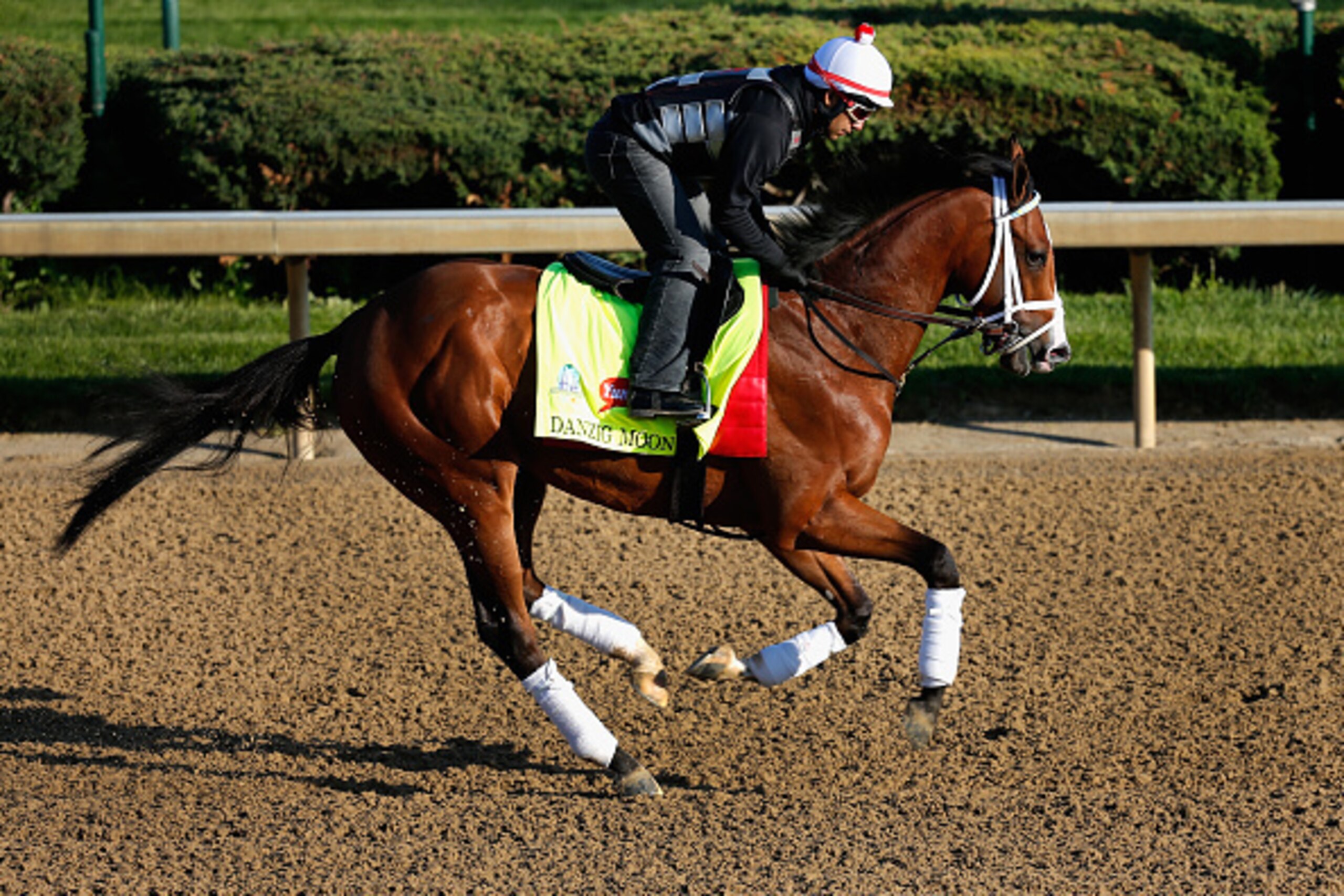 LOUISVILLE, KY - APRIL 29: Danzig Moon goes over the track during morning training for the Kentucky Derby at Churchill Downs on April 29, 2015 in Louisville, Kentucky.  (Photo by Rob Carr/Getty Images)