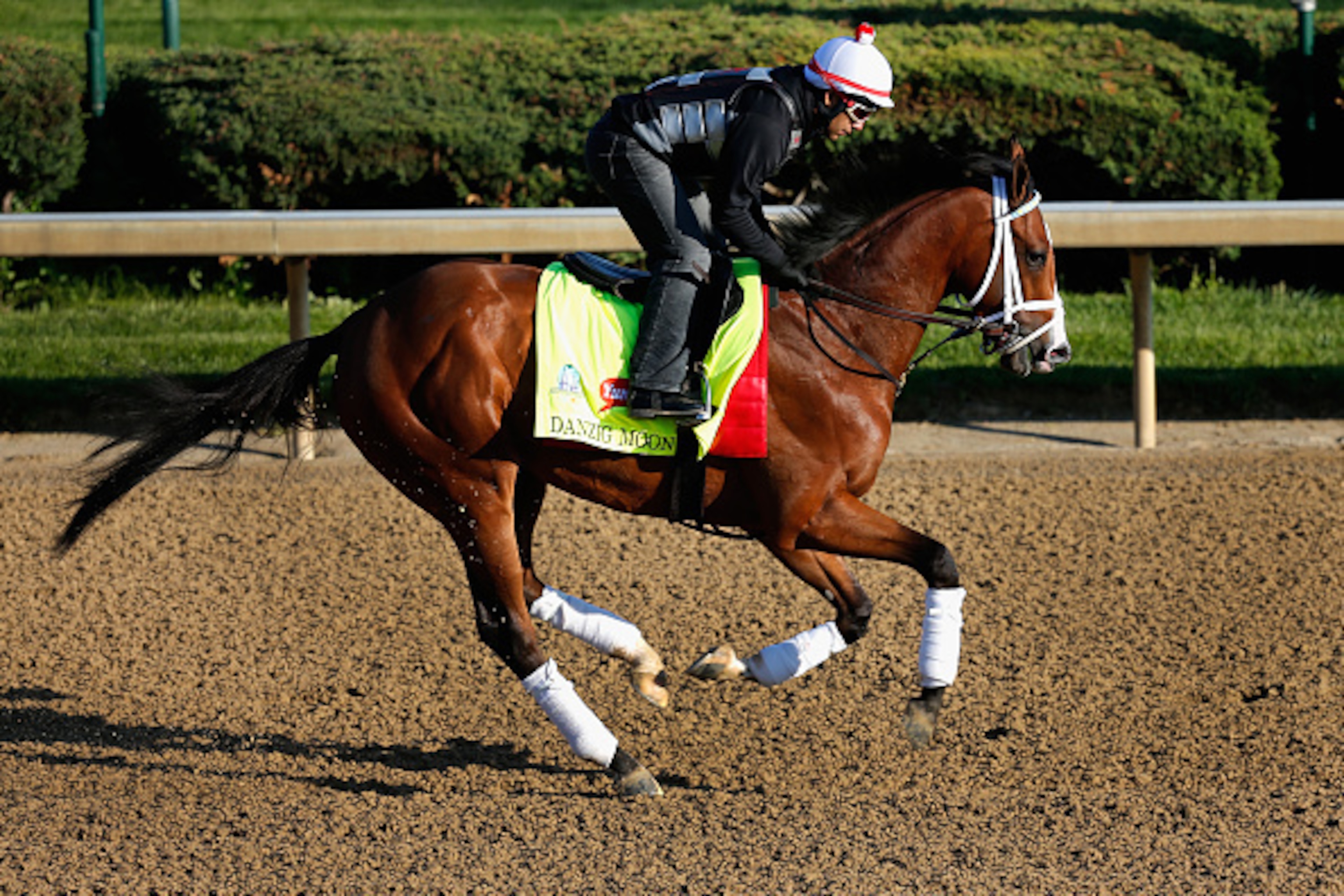 LOUISVILLE, KY - APRIL 29: Danzig Moon goes over the track during morning training for the Kentucky Derby at Churchill Downs on April 29, 2015 in Louisville, Kentucky.  (Photo by Rob Carr/Getty Images)