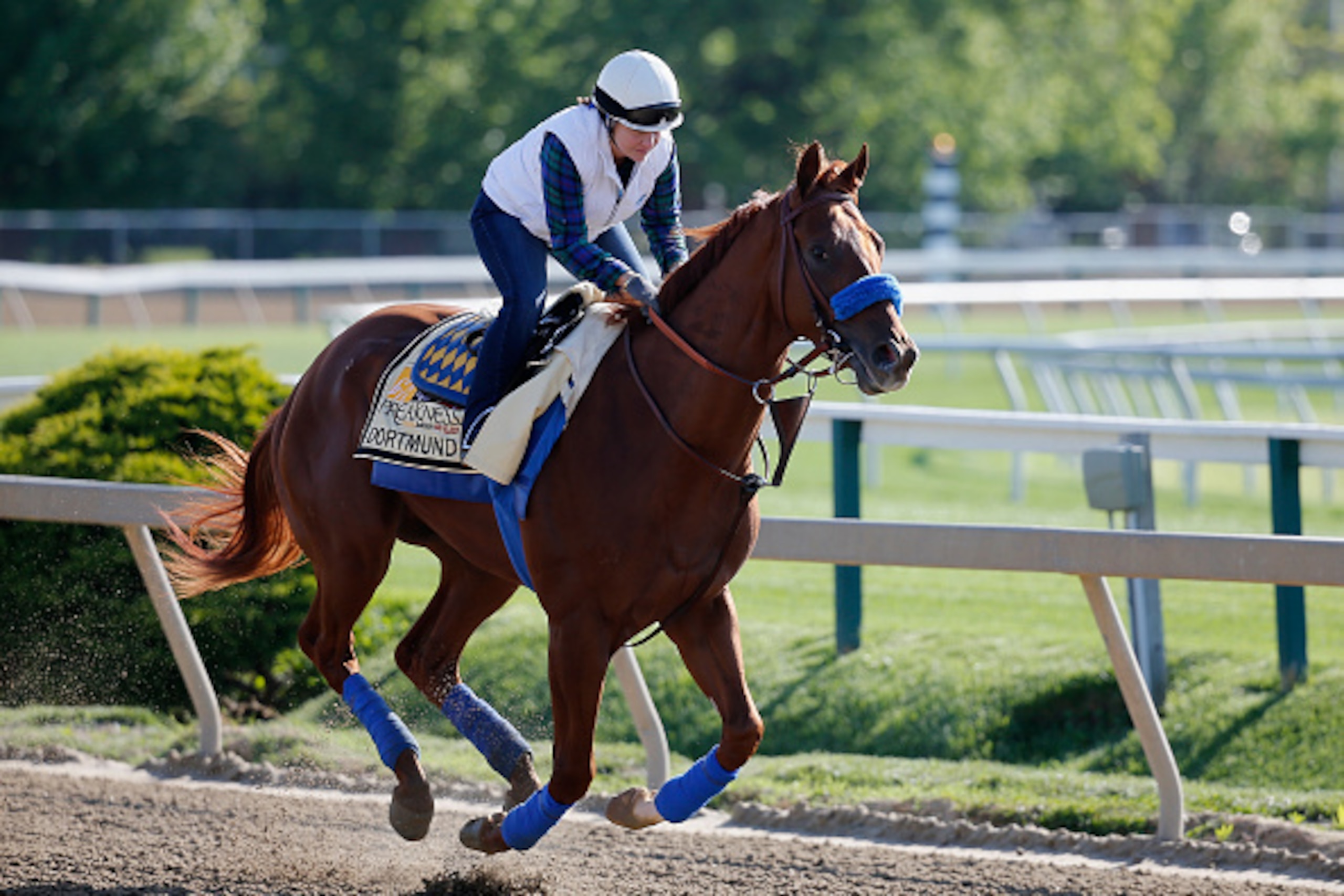 BALTIMORE, MD - MAY 14:  Dortmund  trains on the track for the 140th Preakness Stakes at Pimlico Race Course on May 14, 2015 in Baltimore, Maryland.  (Photo by Rob Carr/Getty Images)