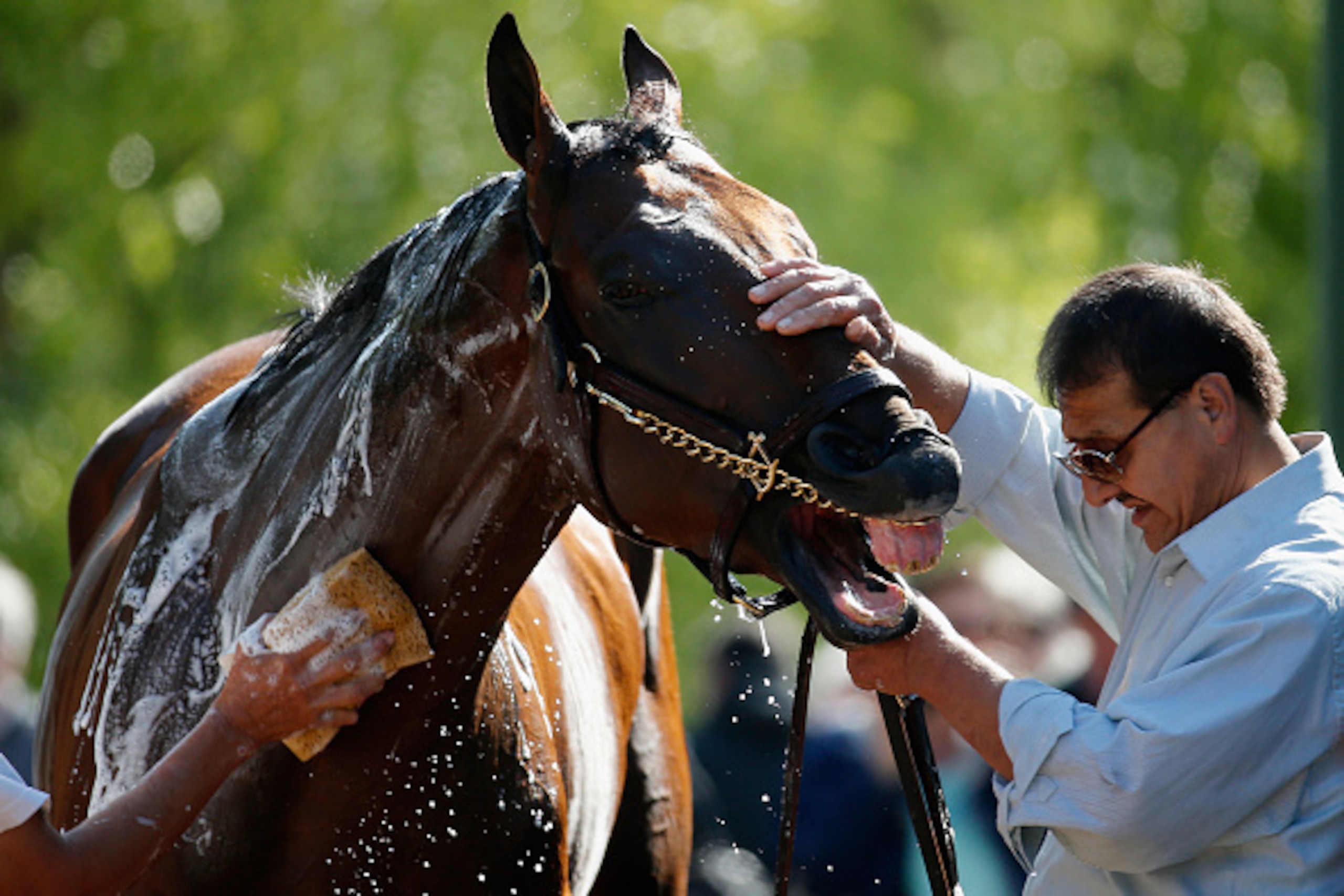 BALTIMORE, MD - MAY 14:  Kentucky Derby winner American Pharoah is bathed following training for the 140th Preakness Stakes at Pimlico Race Course on May 14, 2015 in Baltimore, Maryland.  (Photo by Rob Carr/Getty Images)