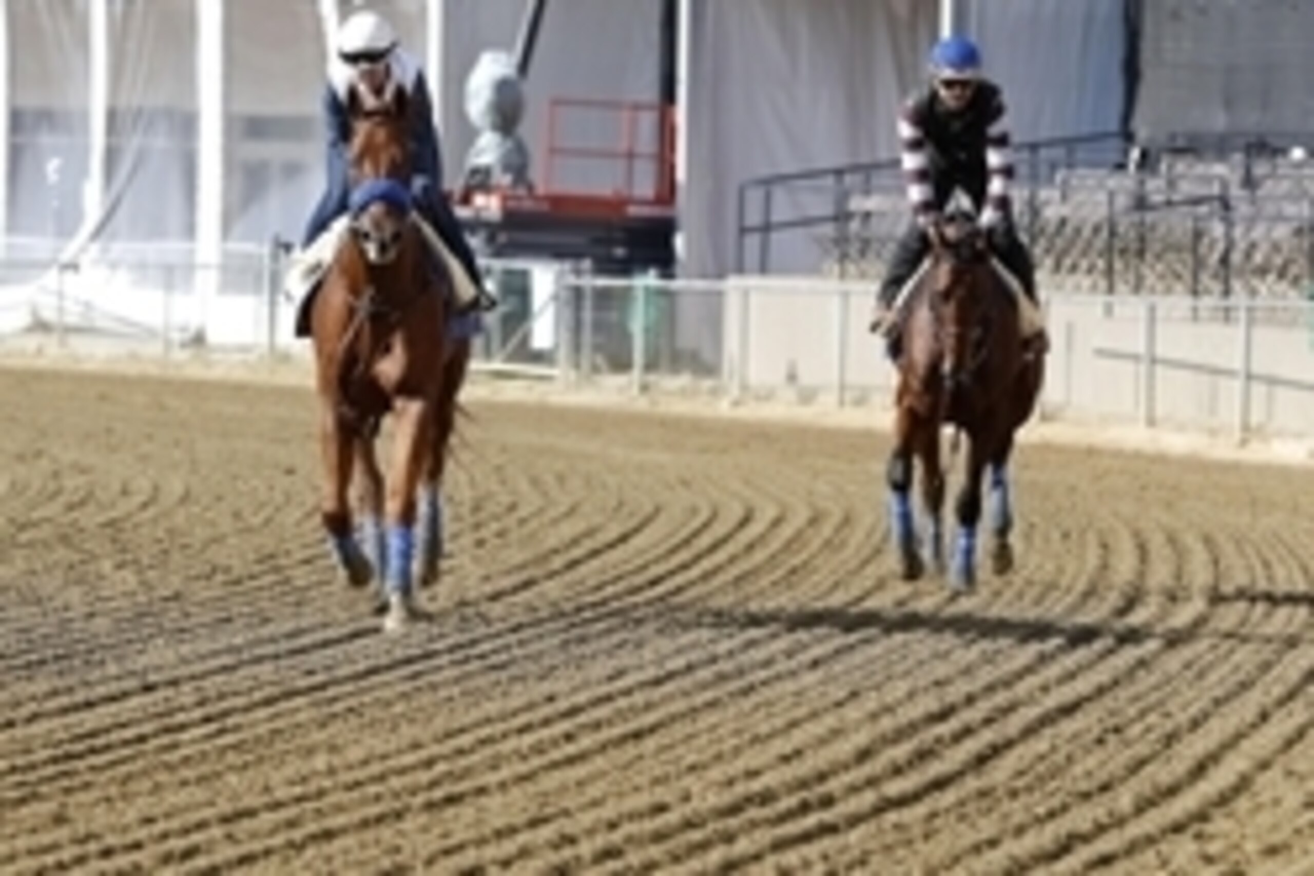 May 14, 2015; Baltimore, MD, USA; Dortmund (left) and Kentucky Derby winner American Pharoah (right) trot on the track during a workout for the 140th Preakness Stakes at Pimlico Race Course. Mandatory Credit: Geoff Burke-USA TODAY Sports