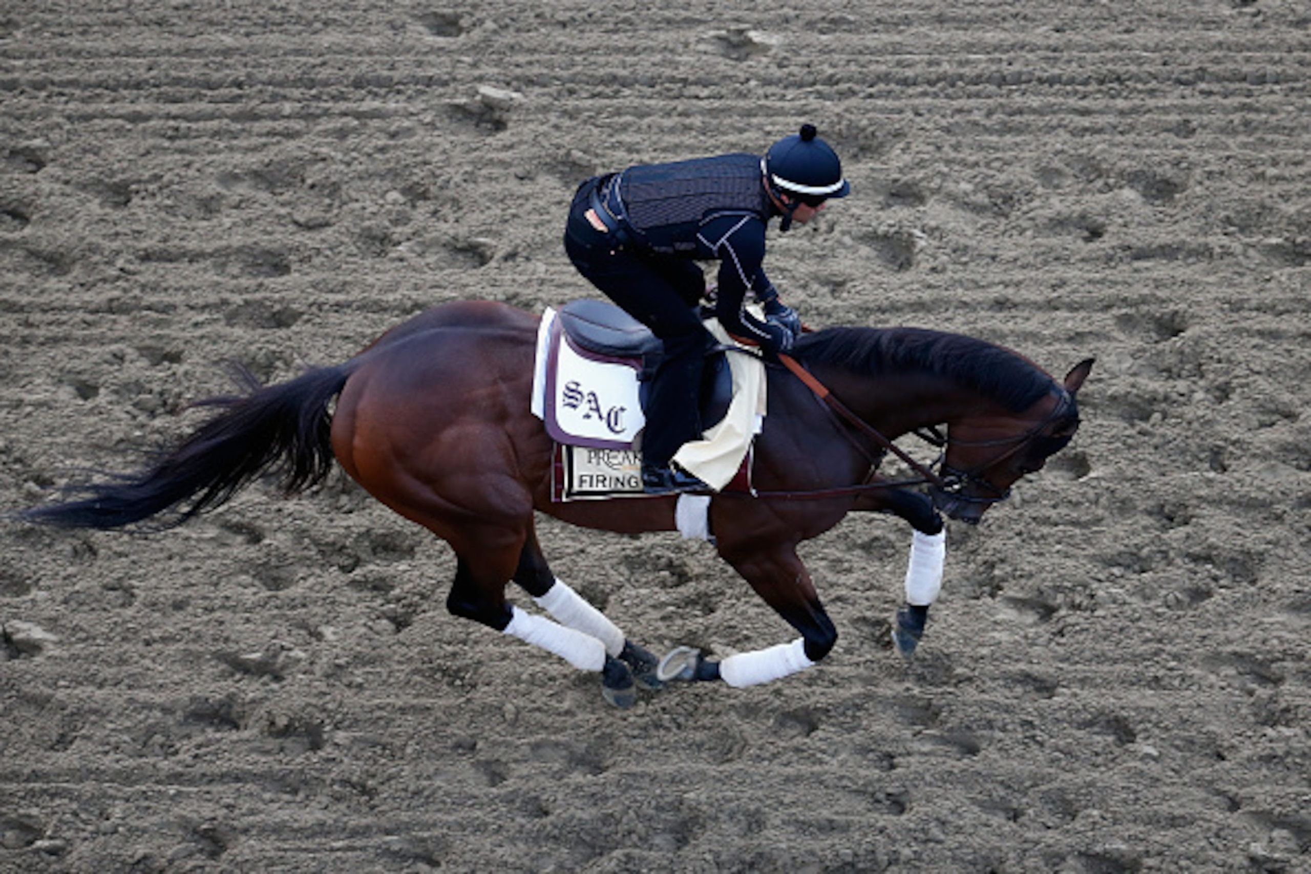 BALTIMORE, MD - MAY 15:  Firing Line trains on the track for the 140th Preakness Stakes at Pimlico Race Course on May 15, 2015 in Baltimore, Maryland.  (Photo by Rob Carr/Getty Images)
