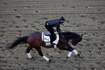BALTIMORE, MD - MAY 15:  Firing Line trains on the track for the 140th Preakness Stakes at Pimlico Race Course on May 15, 2015 in Baltimore, Maryland.  (Photo by Rob Carr/Getty Images)