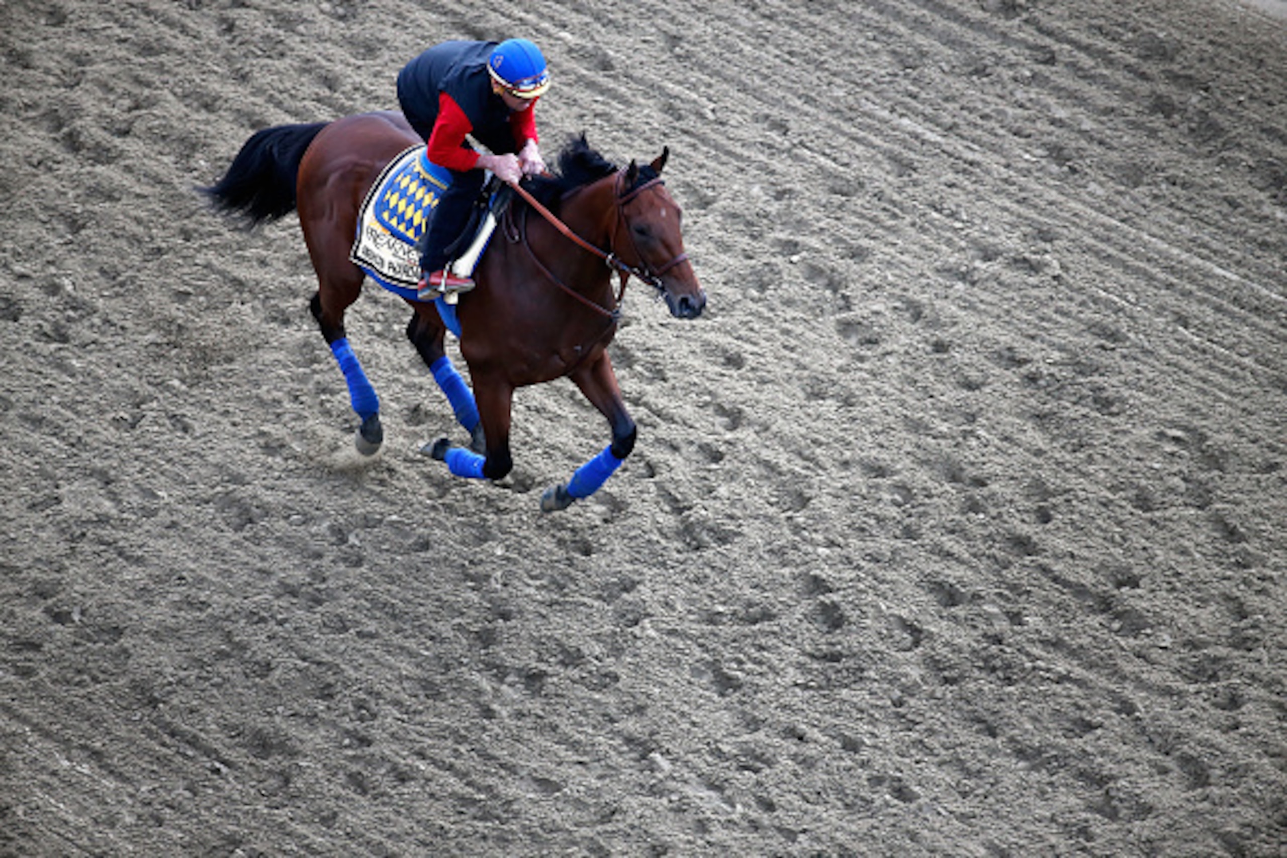 BALTIMORE, MD - MAY 15: Kentucky Derby winner American Pharoah trains on the track for the 140th Preakness Stakes at Pimlico Race Course on May 15, 2015 in Baltimore, Maryland. (Photo by Rob Carr/Getty Images) BALTIMORE, MD - MAY 15: Kentucky Derby winner American Pharoah trains on the track for the 140th Preakness Stakes at Pimlico Race Course on May 15, 2015 in Baltimore, Maryland. (Photo by Rob Carr/Getty Images)