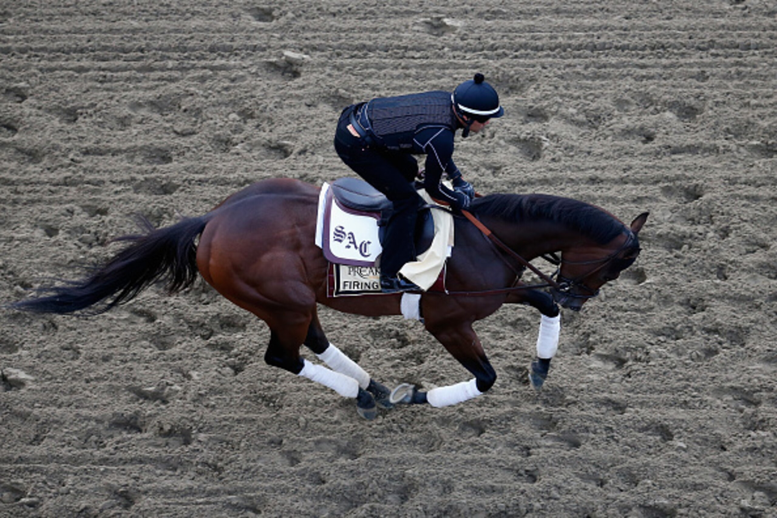 BALTIMORE, MD - MAY 15: Firing Line trains on the track for the 140th Preakness Stakes at Pimlico Race Course on May 15, 2015 in Baltimore, Maryland. (Photo by Rob Carr/Getty Images) BALTIMORE, MD - MAY 15: Firing Line trains on the track for the 140th Preakness Stakes at Pimlico Race Course on May 15, 2015 in Baltimore, Maryland. (Photo by Rob Carr/Getty Images)