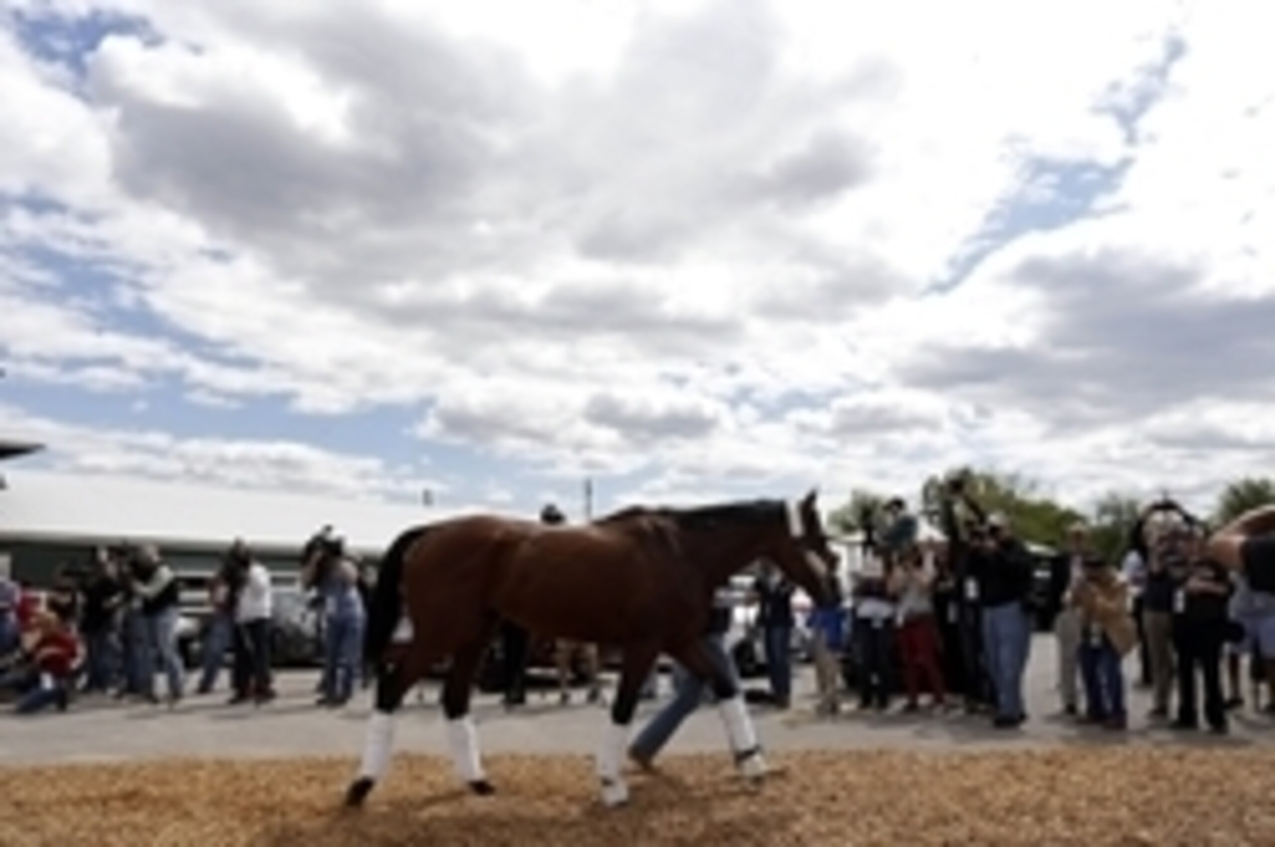 May 13, 2015; Baltimore, MD, USA; (editors note: caption correction) Horse trainer Bob Baffert walks American Pharoah into the Preakness Barn after arriving for the 140th Preakness Stakes at Pimlico Race Course. Mandatory Credit: Geoff Burke-USA TODAY Spo