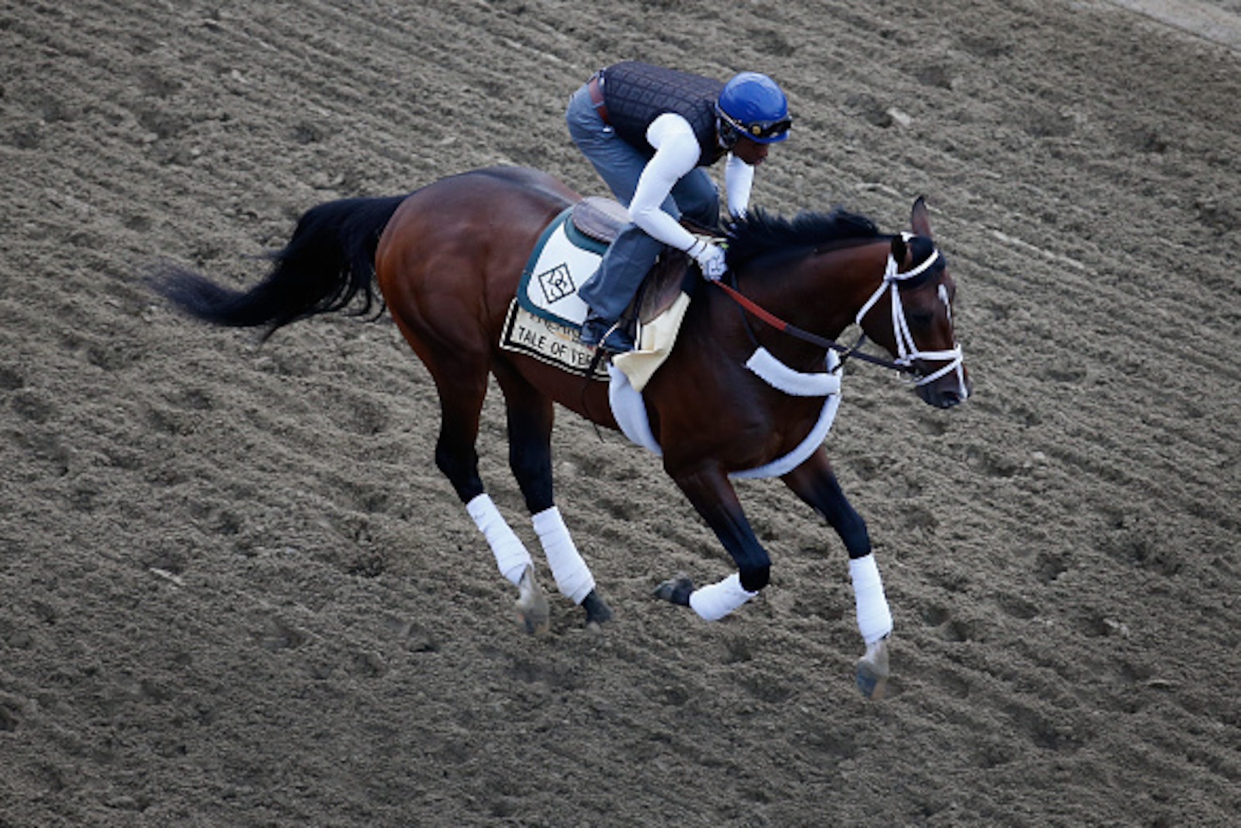 BALTIMORE, MD - MAY 15: Tale of Verve trains on the track for the 140th Preakness Stakes at Pimlico Race Course on May 15, 2015 in Baltimore, Maryland.  (Photo by Rob Carr/Getty Images)