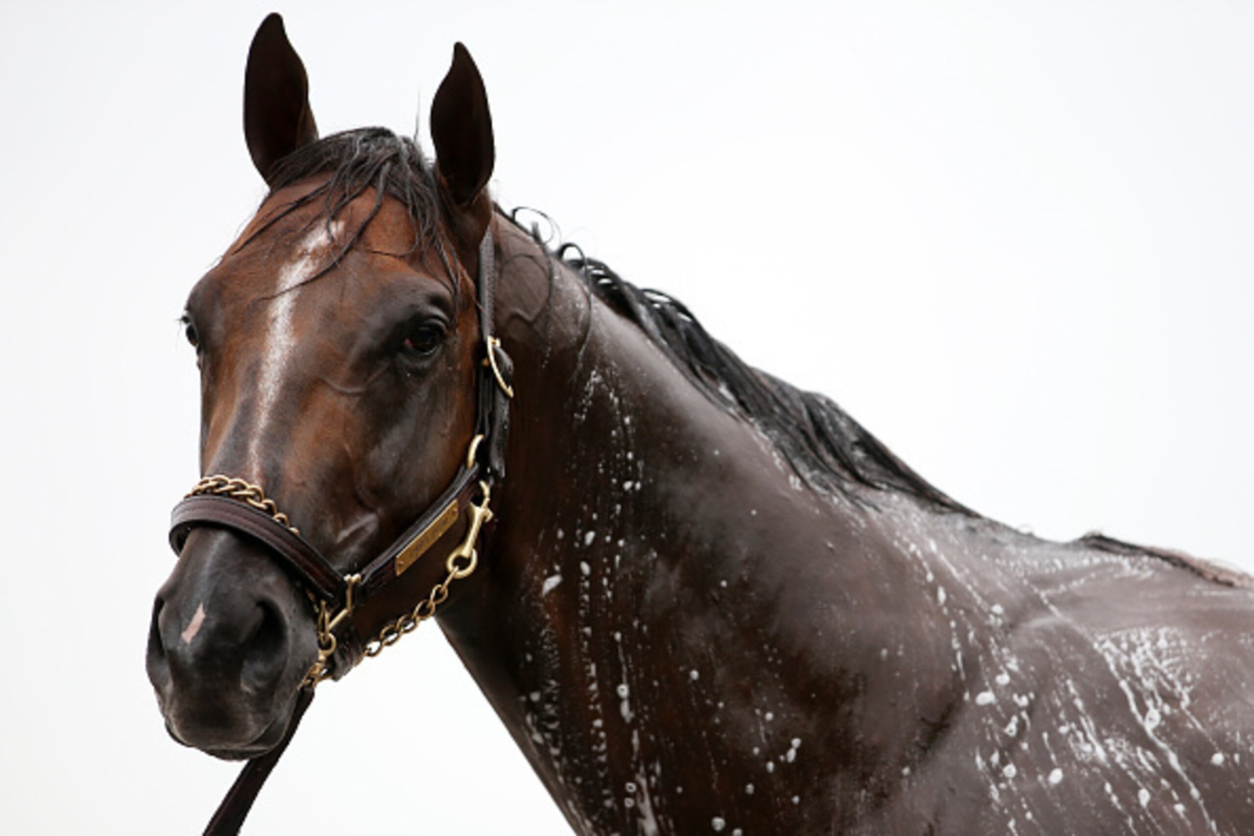LOUISVILLE, KY - APRIL 30: Carpe Diem is bathed following morning training for the Kentucky Derby at Churchill Downs on April 30, 2015 in Louisville, Kentucky. (Photo by Chris Graythen/Getty Images) LOUISVILLE, KY - APRIL 30: Carpe Diem is bathed following morning training for the Kentucky Derby at Churchill Downs on April 30, 2015 in Louisville, Kentucky. (Photo by Chris Graythen/Getty Images)
